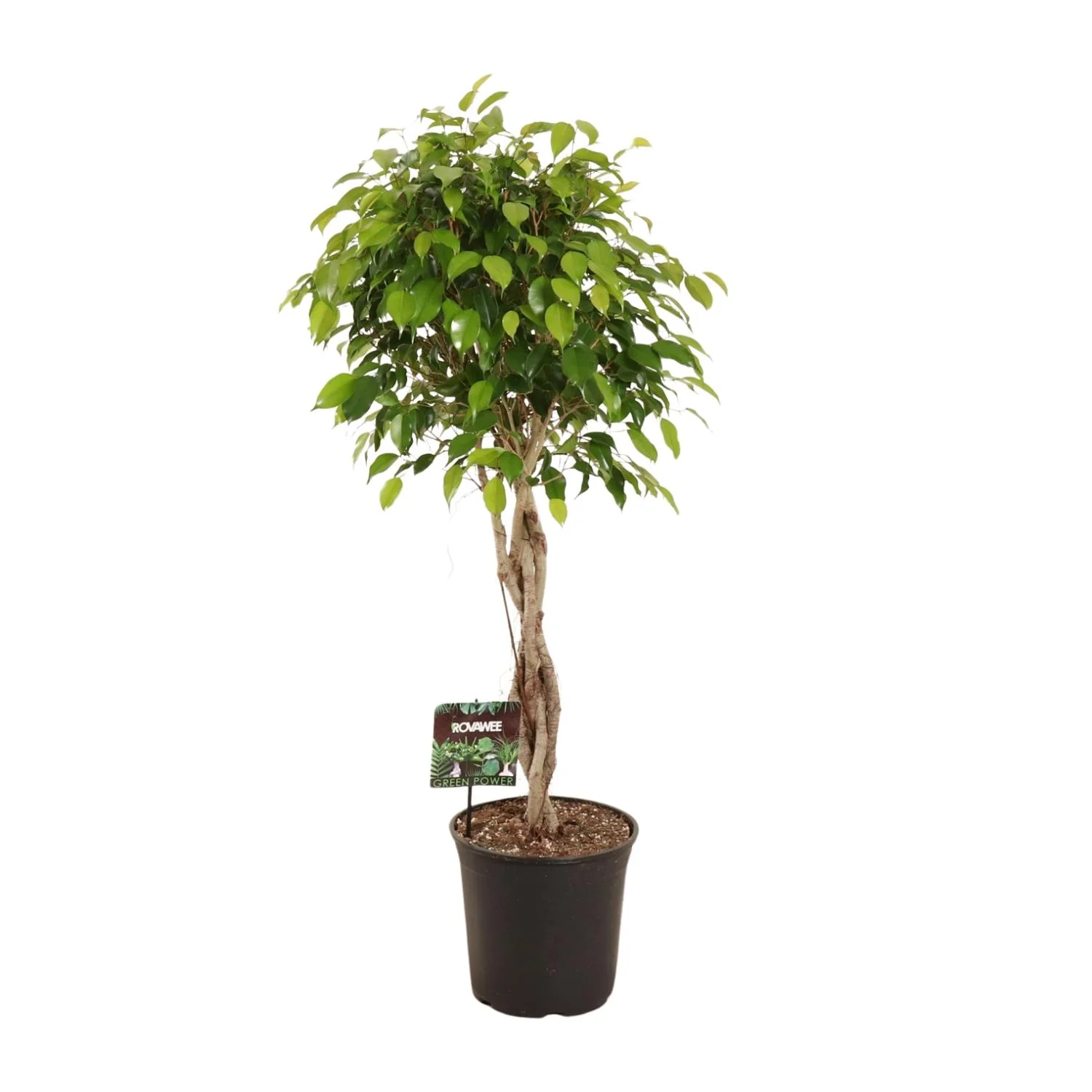 Ficus Benjamina Exotica – 120 cm hoch