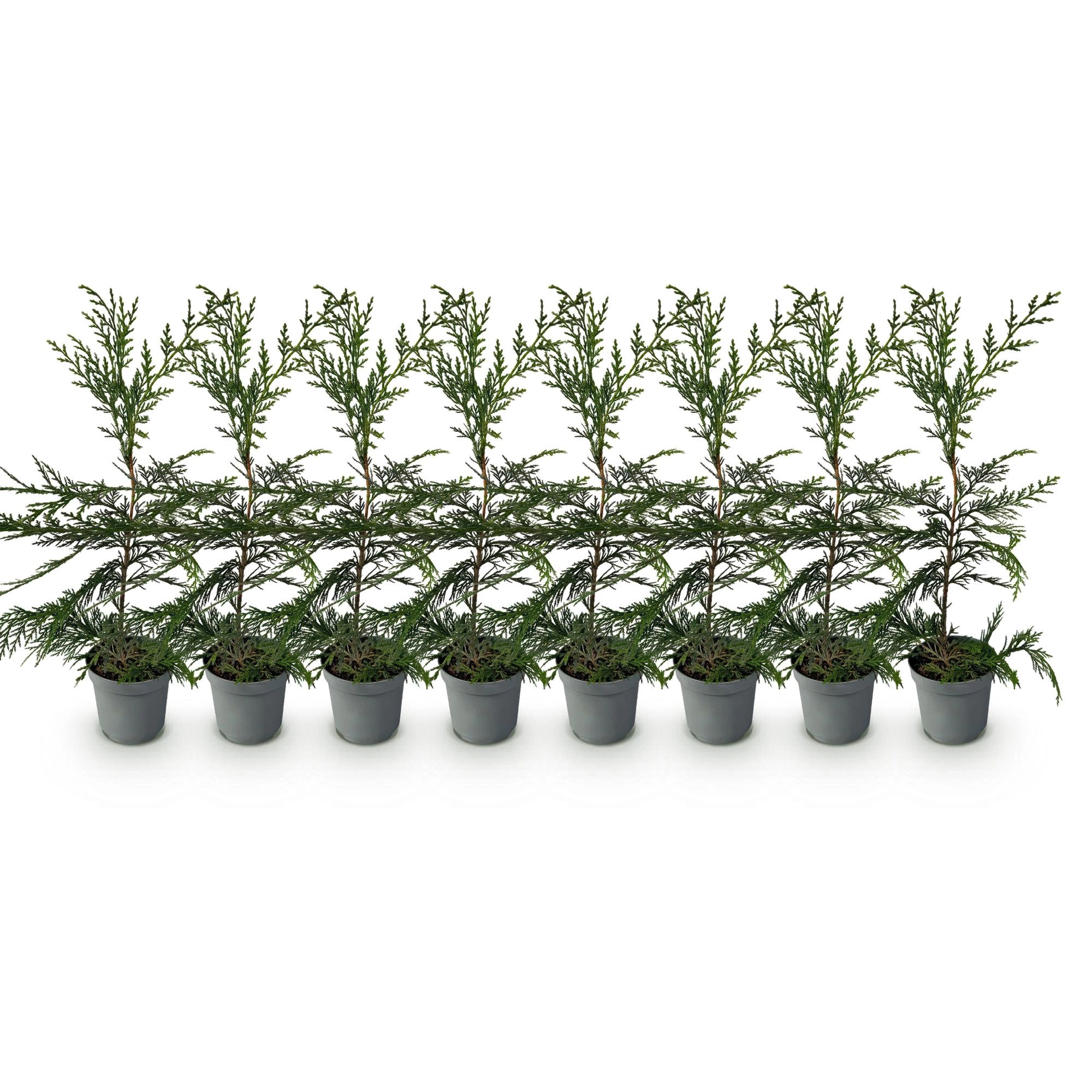 8x Cupressocyparis leylandii 2011 - Leylandii - Heckenpflanzen - Immergrün - Grün - Topf 9cm - Höhe 30-40cm Bild 2
