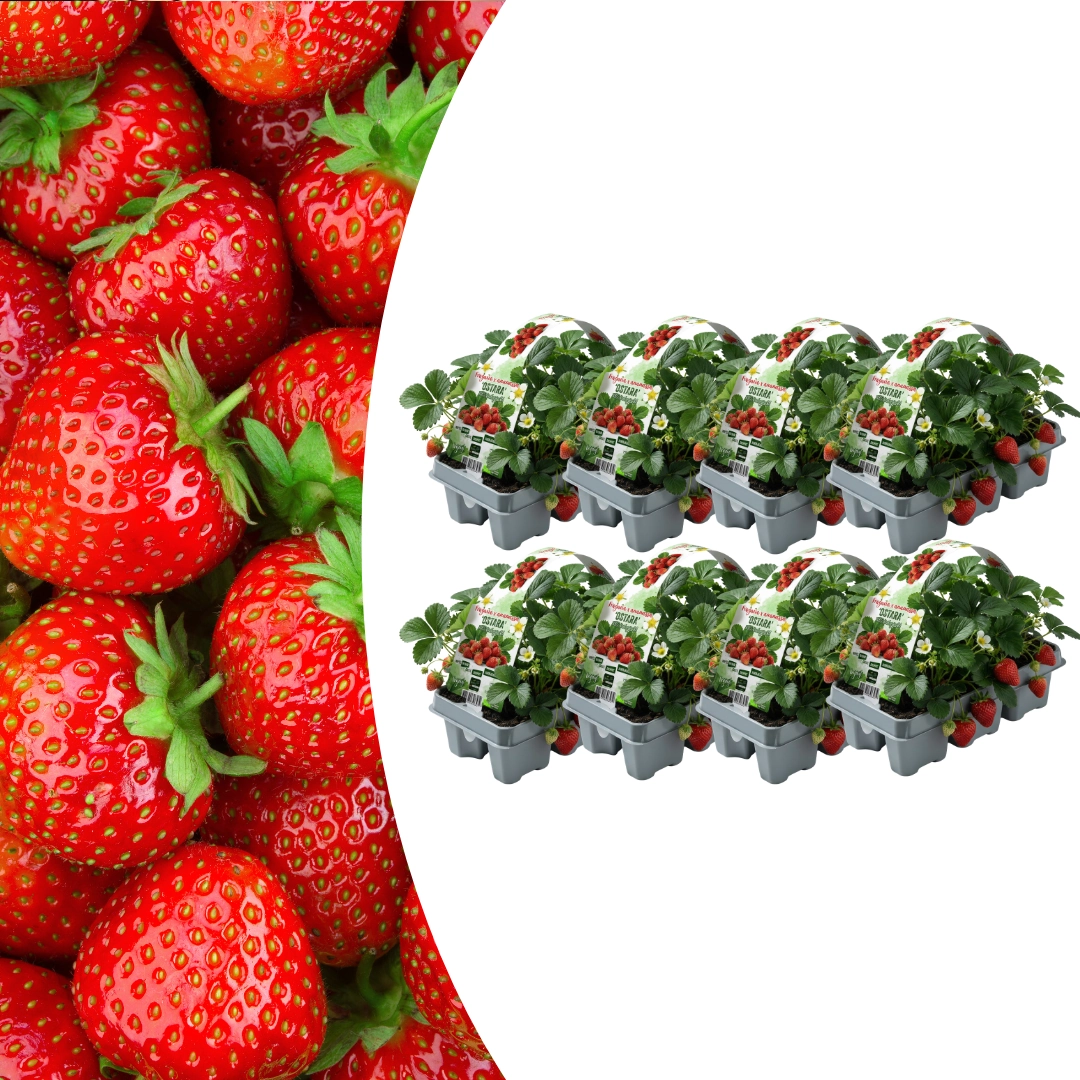Erdbeerpflanzen 6er-Pack (Fragaria) – 100% Bio