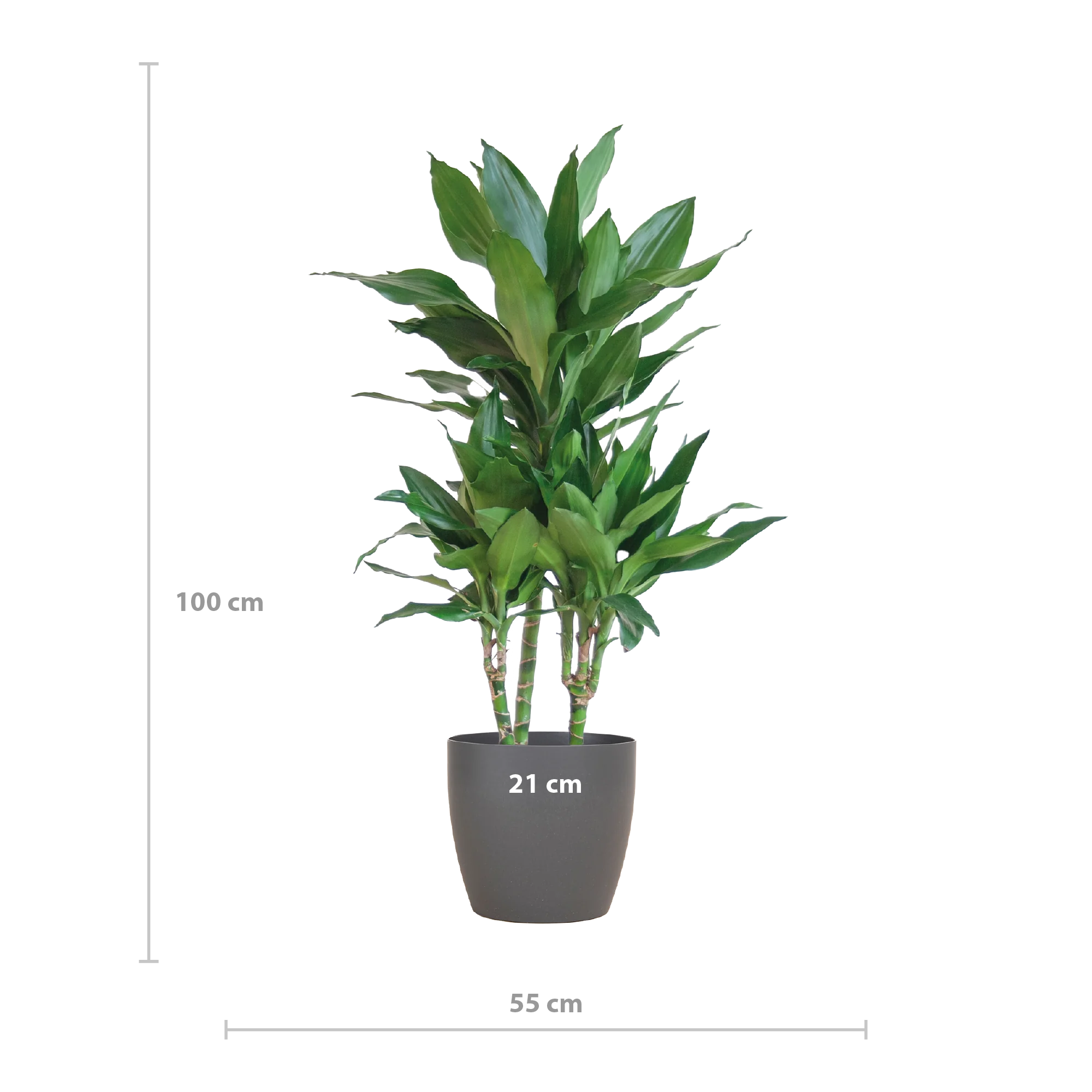 Dracaena Janet Lind – Beliebte Luftreinigende Zimmerpflanze