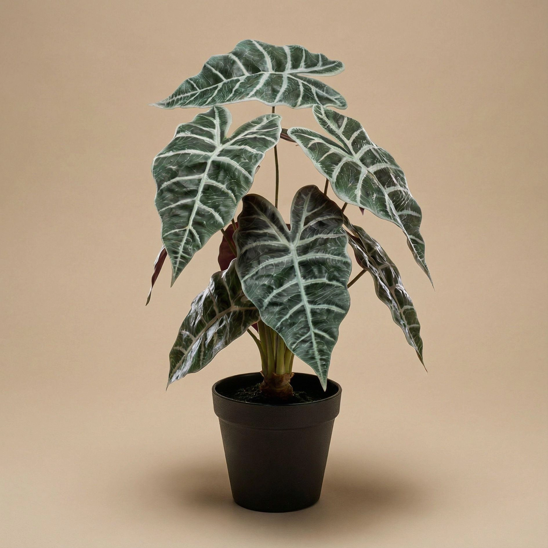 Alocasia Kunstpflanze im Topf 40 cm