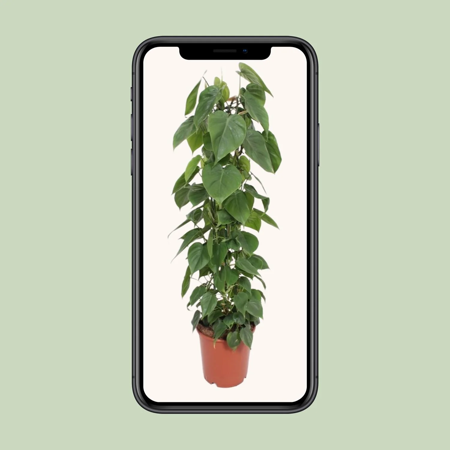 Philodendron Scandens – die perfekte Kletterpflanze