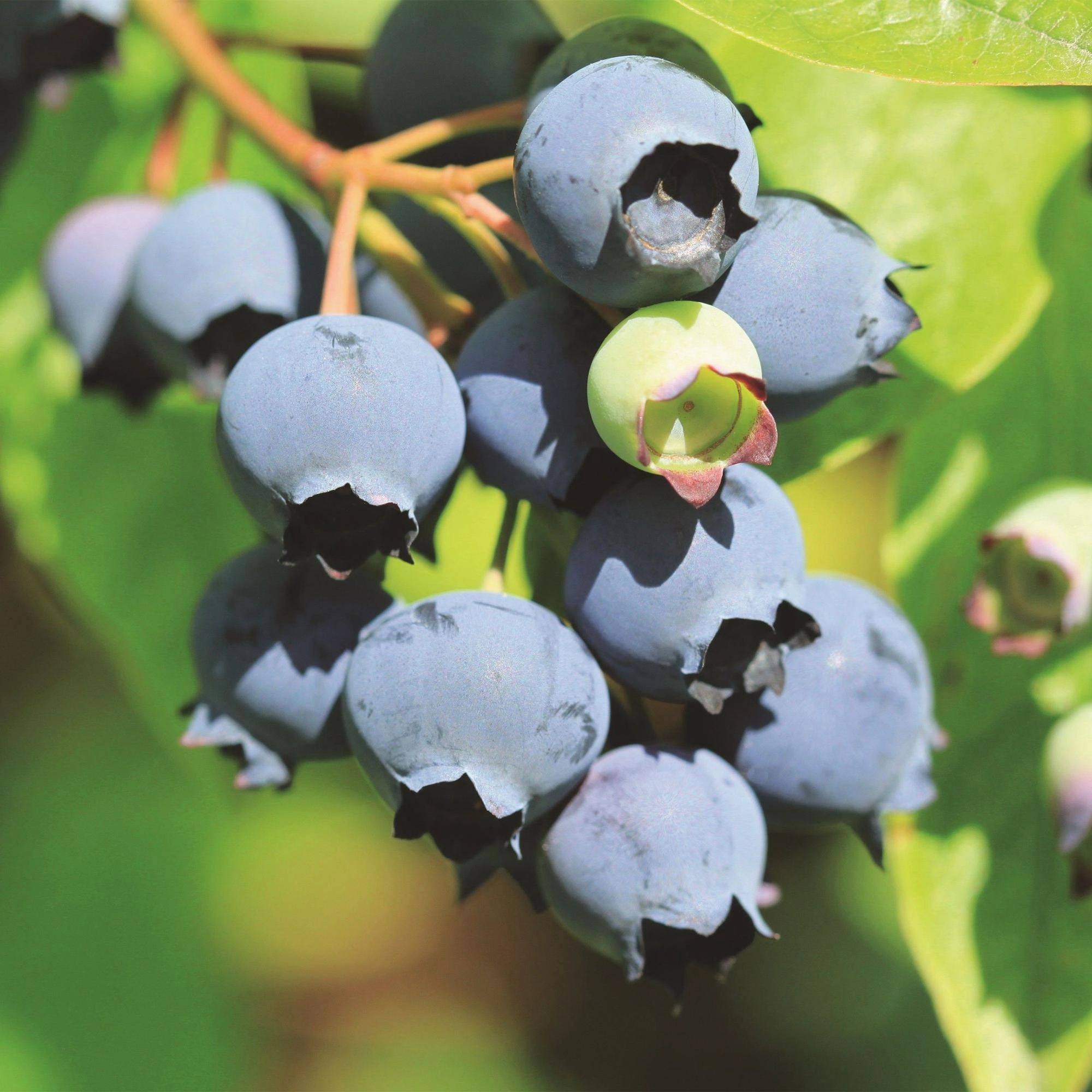 Green boutiQ - Fruit plant - Vaccinium corymbosum Bluecrop - Blueberry - Hardy - Blue Berry - 2 Plants - Pot 15cm - Height 50cm Bild 5