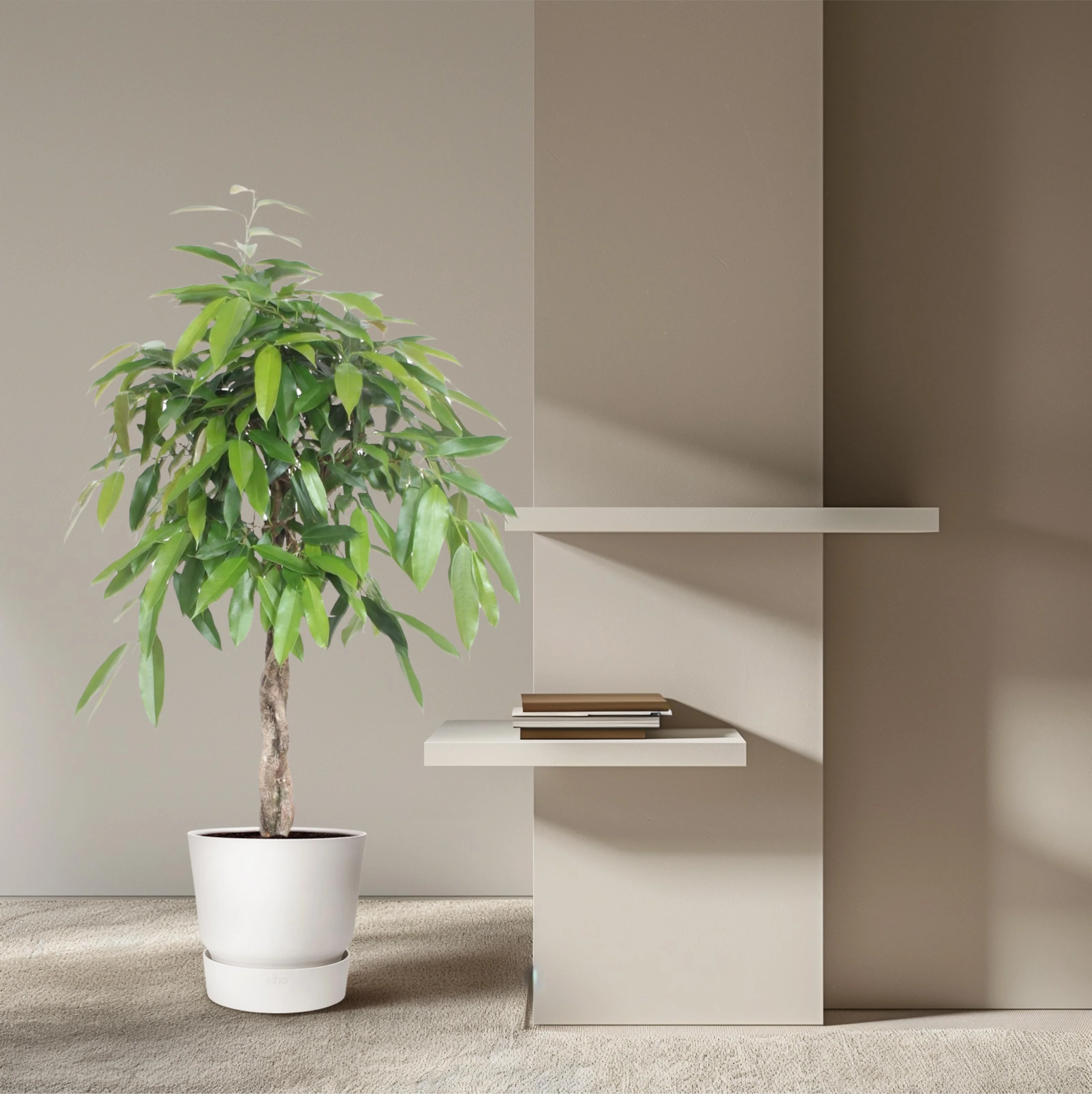 Ficus Amstel King – Elegante Zimmerpflanze