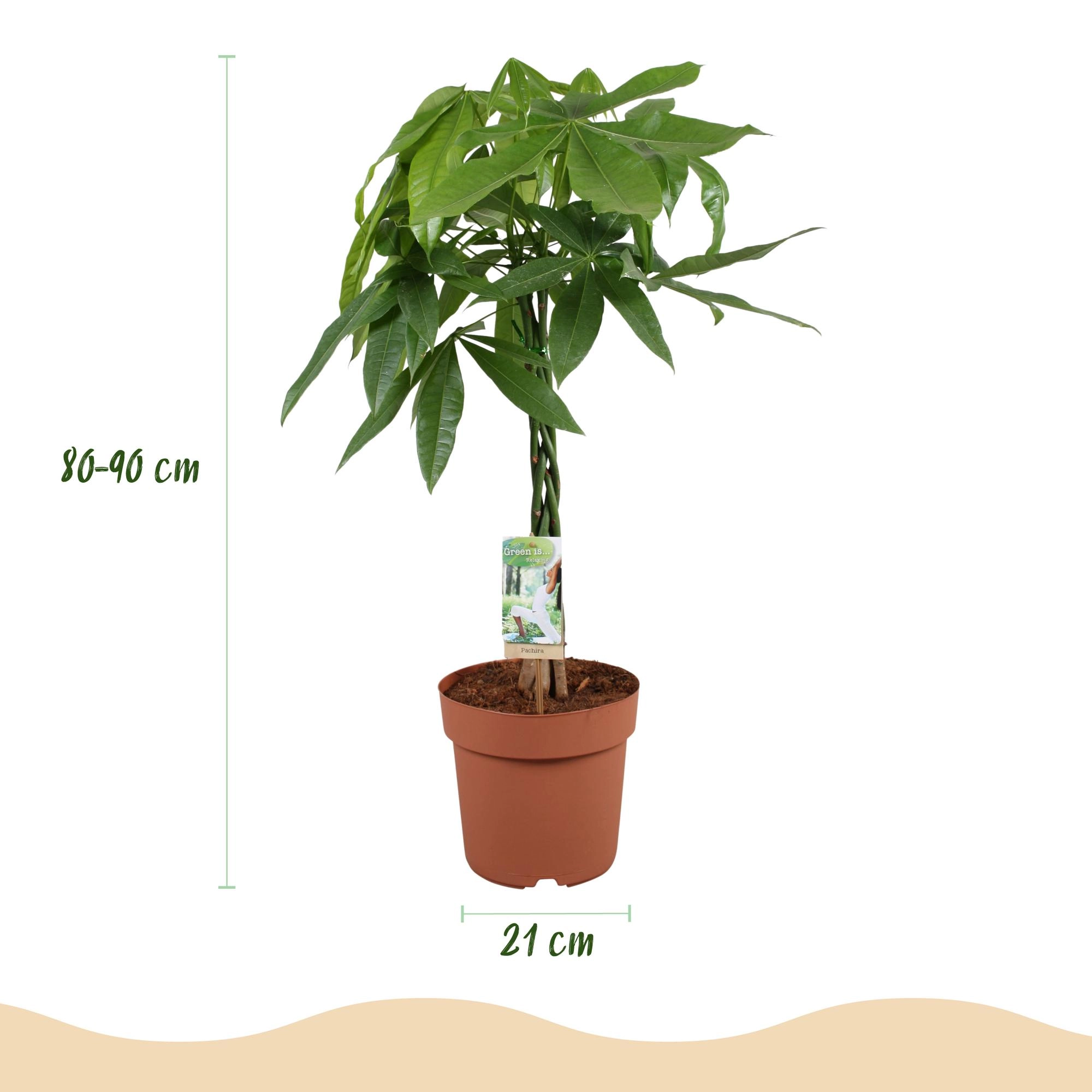 Pachira Aquatica mit geflochtenem Stamm