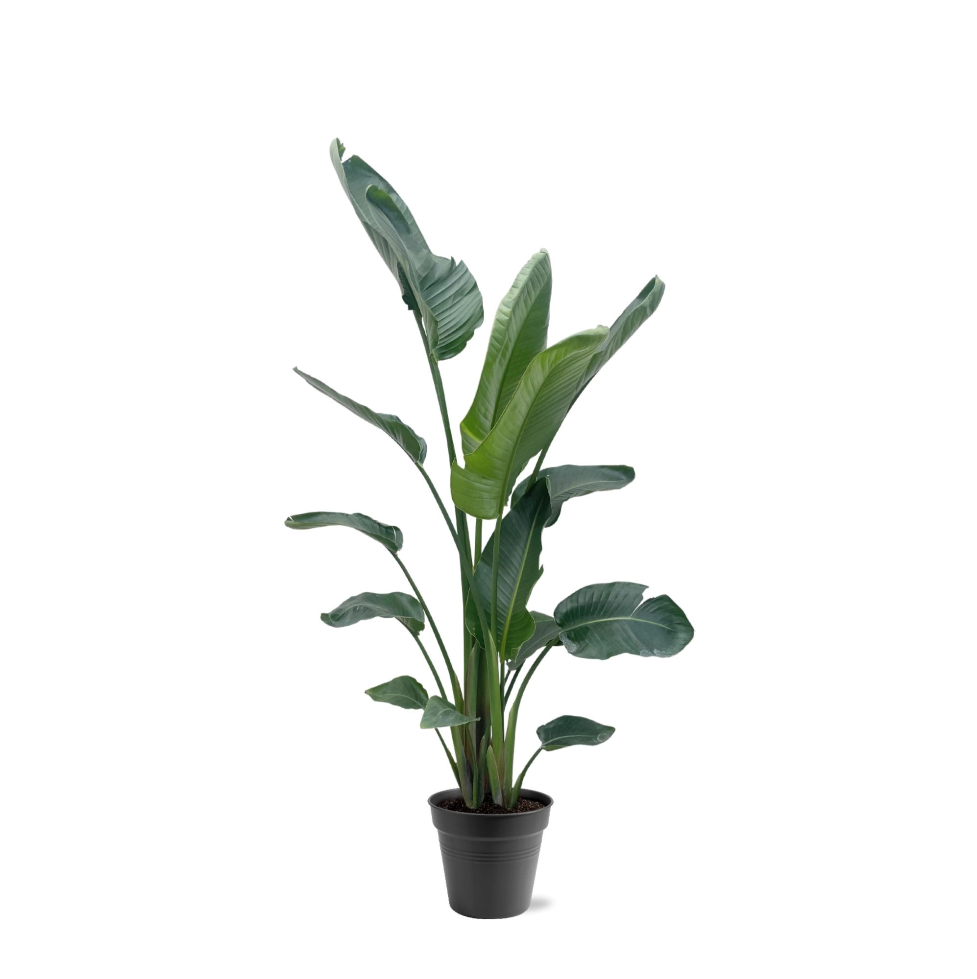 Strelitzia Nicolai XXL - 190 - 225 cm - ø34-45 Bild 1