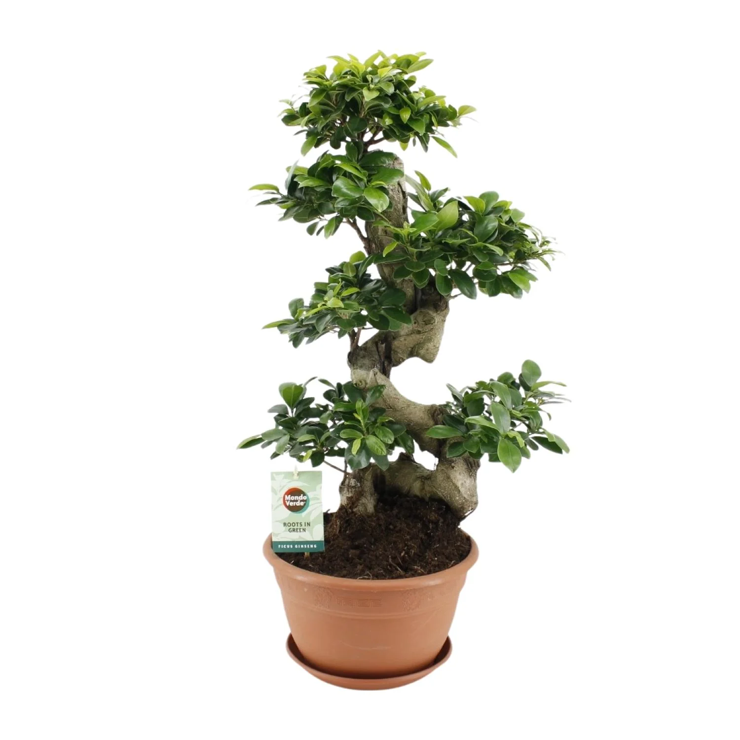 Ficus Ginseng – Pflegeleichte Zimmerpflanze