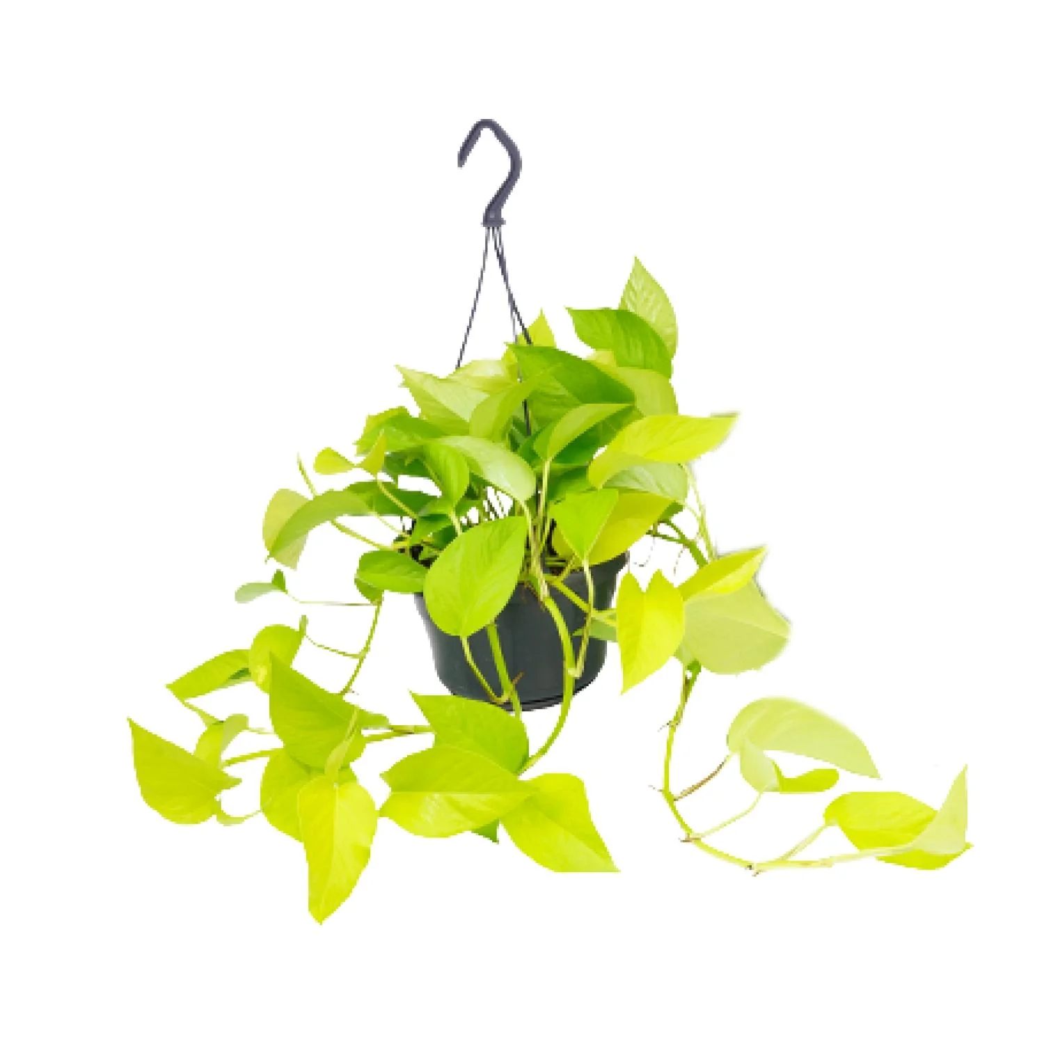 Epipremnum Golden Pothos – Zimmerpflanze mit goldgelben Blättern