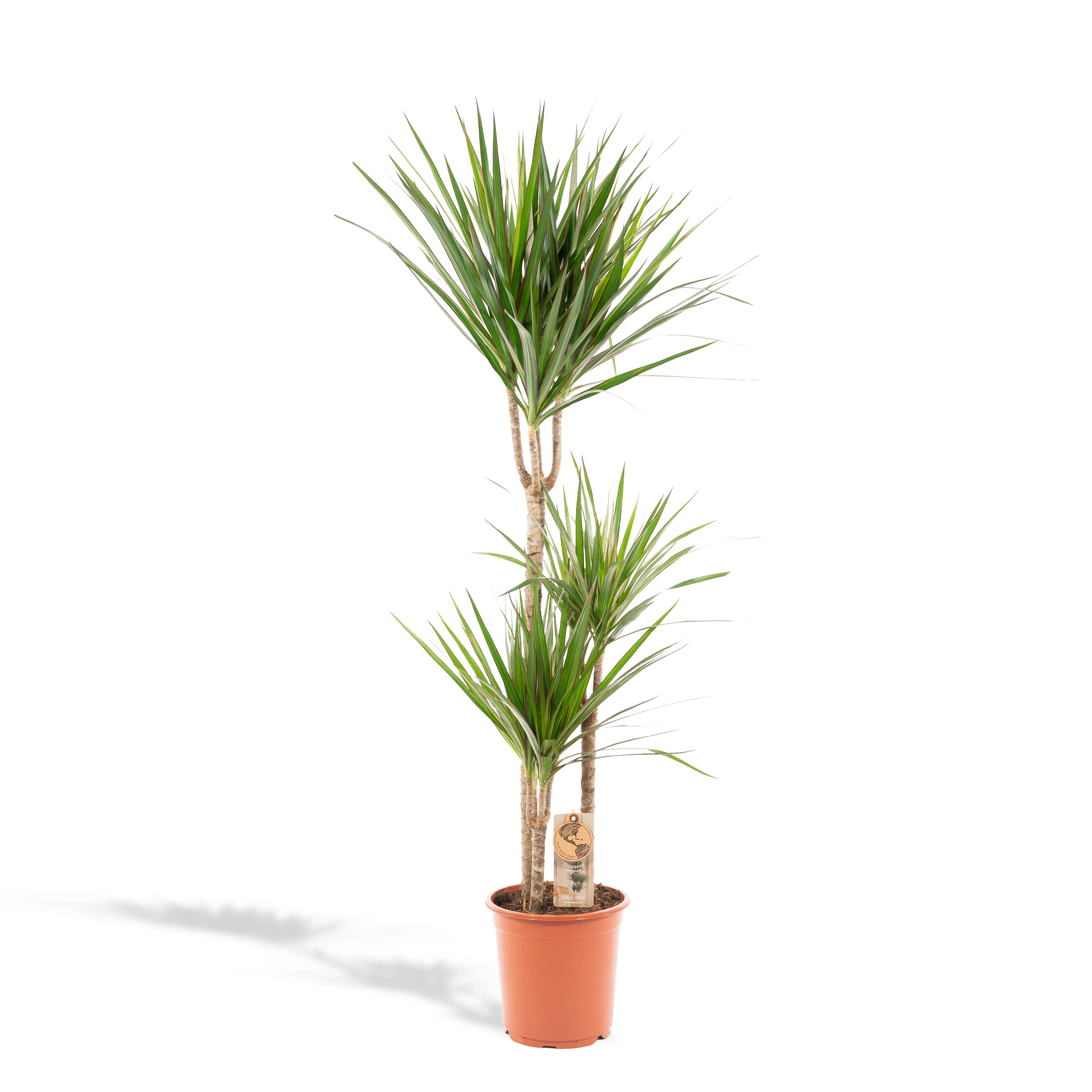 Dracaena Marginata – Pflegleichter Drachenbaum