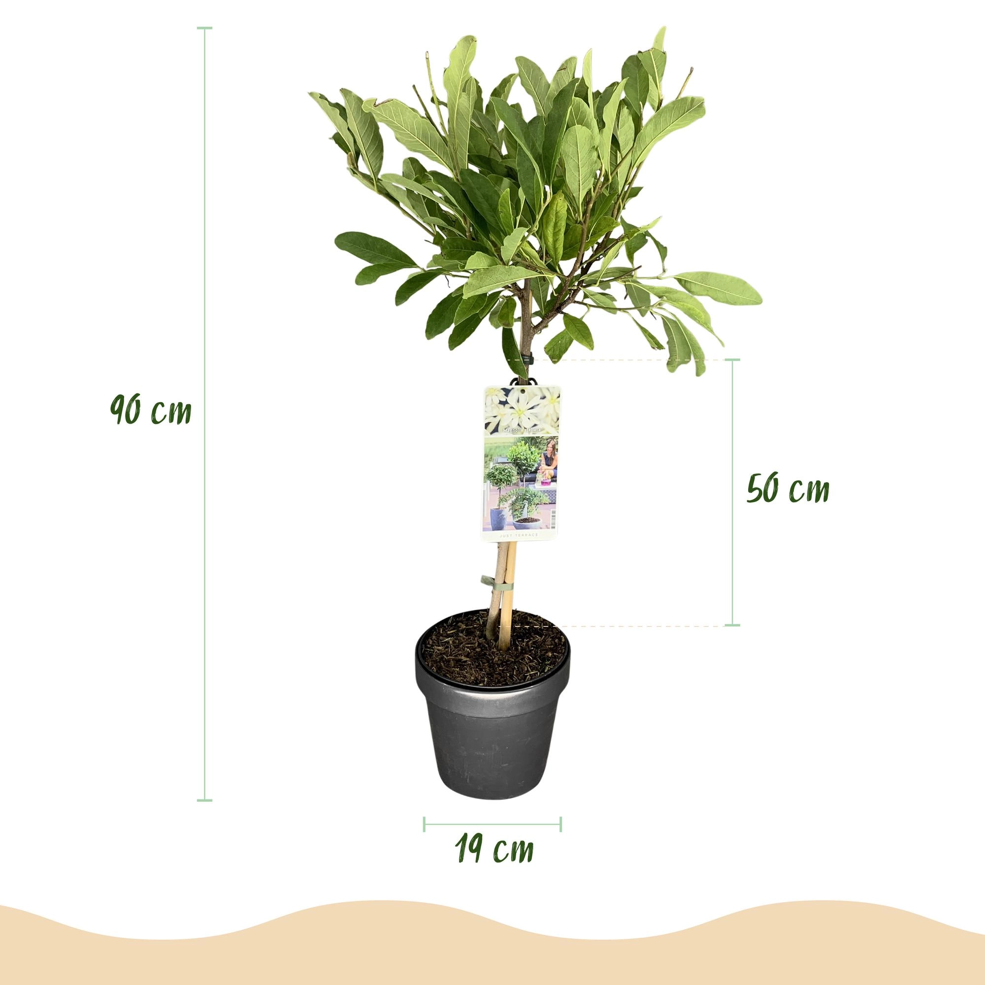 Magnolia stellata - Sternebäumchen