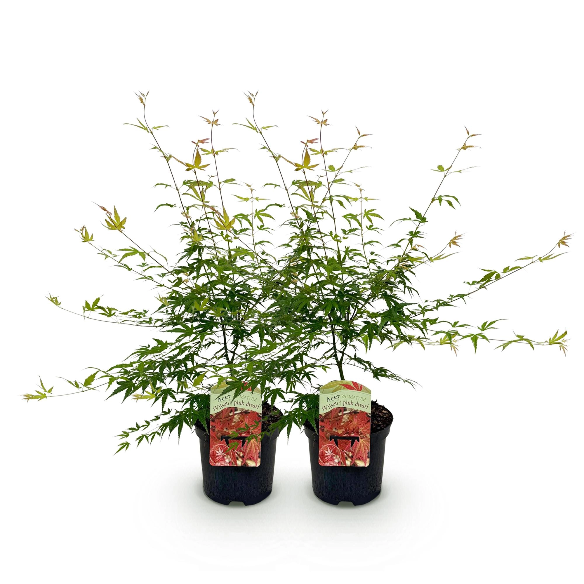 Balkonpflanze - Japanischer Ahorn - Acer palmatum Pink Dwarf - Rosa - 2 Pflanzen - Laubabwerfend - Topf 19cm Höhe 70cm