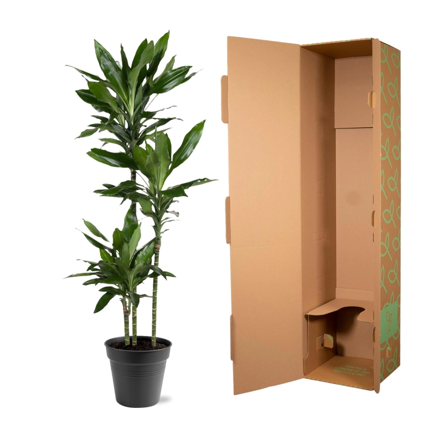 Dracaena Janet Lind - 150-160 cm - ø24 Bild 5