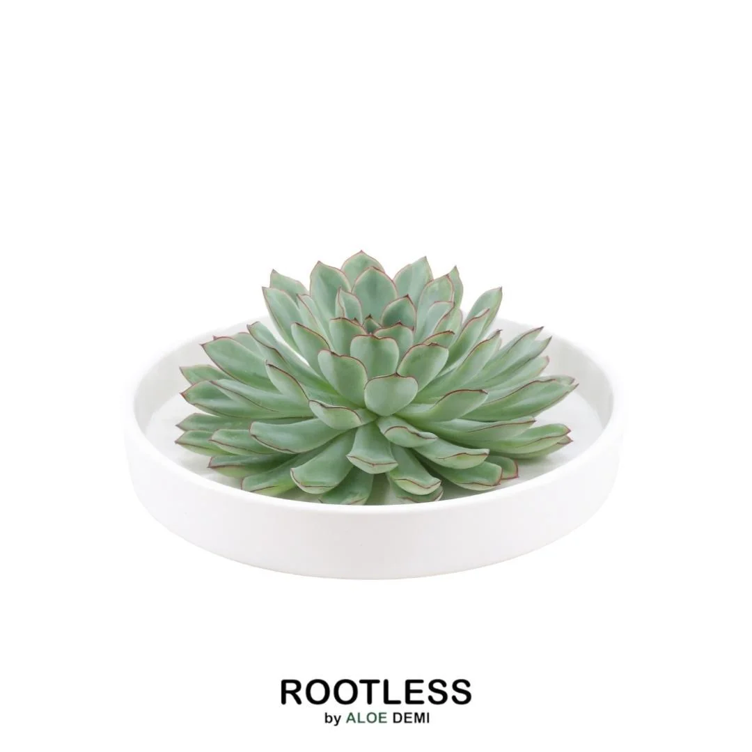 Echeveria Pulidonis in weißer Schale Bild 9