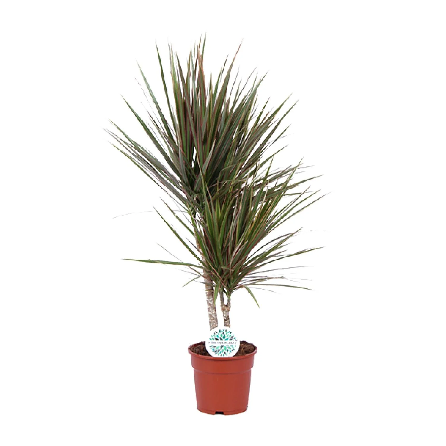 Dracaena Bicolor – Pflegeleichter Drachenbaum