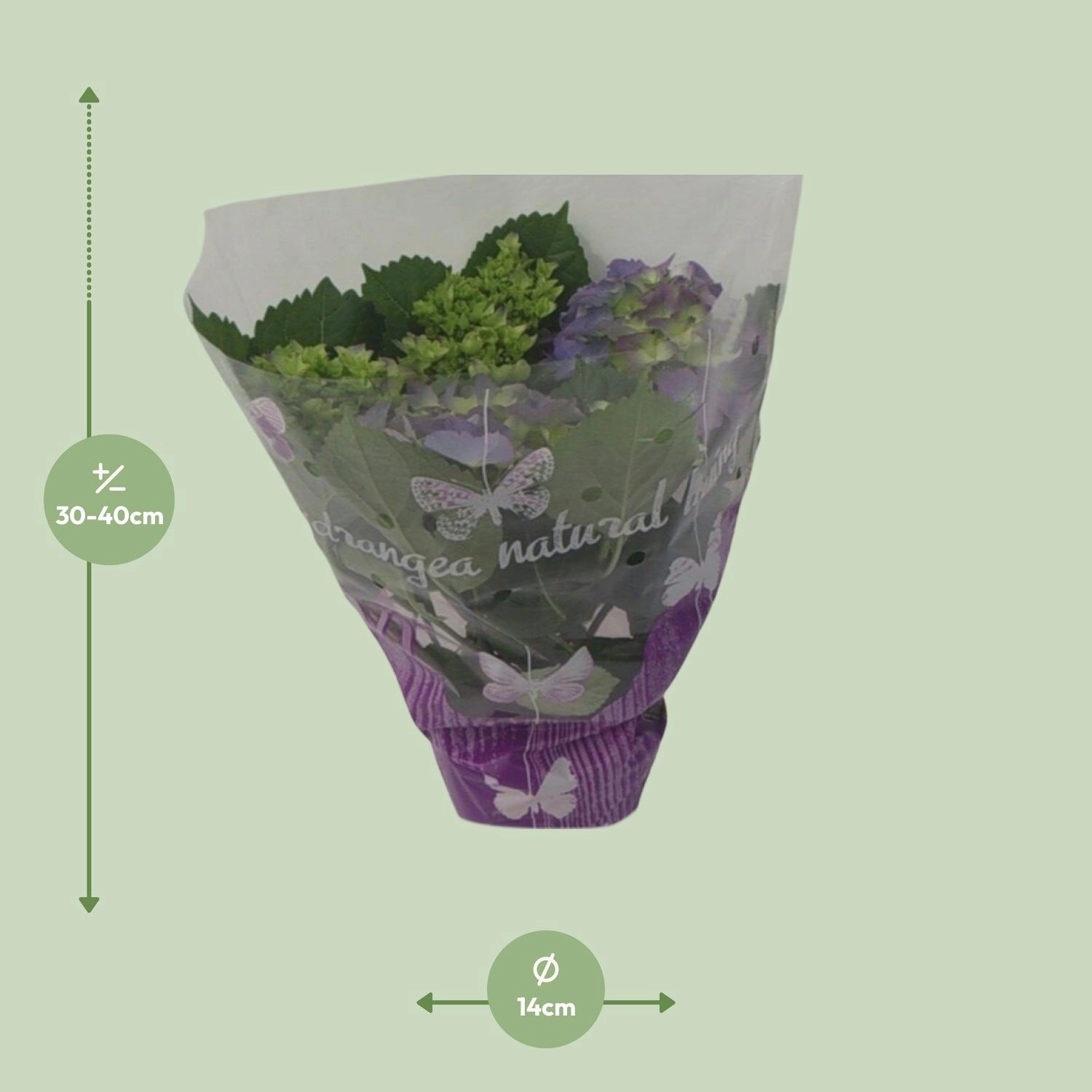 Endless-Hortensie – 14 cm Topf, ca. 35 cm