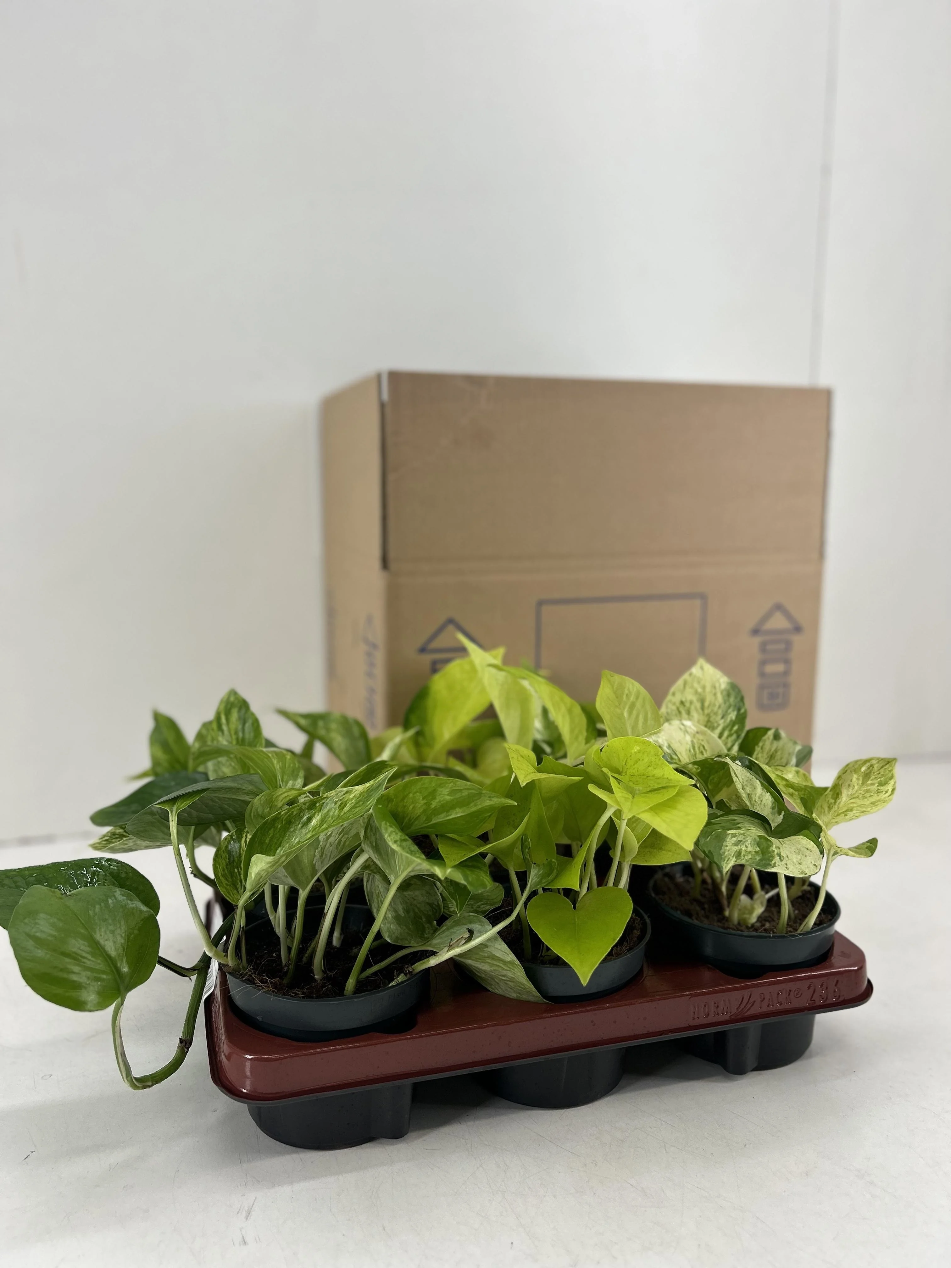 Epipremnum Mix – Hübsche Zimmerpflanze mit tollen Blattmustern
