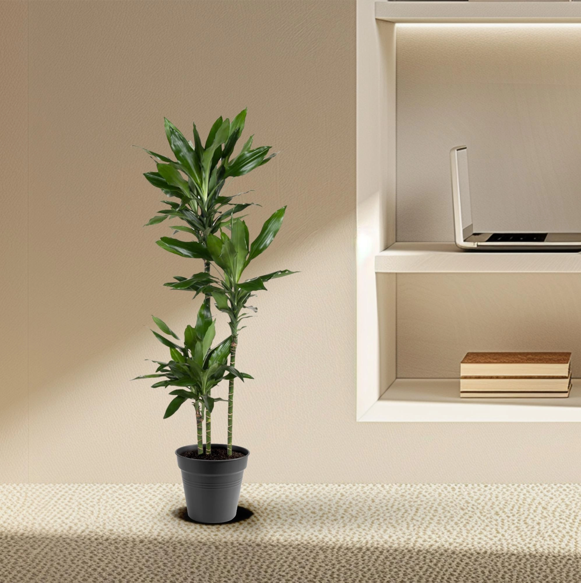 Dracaena Janet Lind - 150-160 cm - ø24 Bild 3