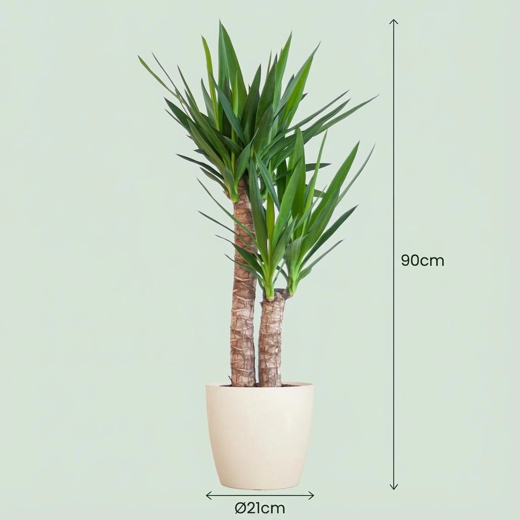 Yucca Elephantipes mit Potter weiß - 90cm - Ø21 Bild 4