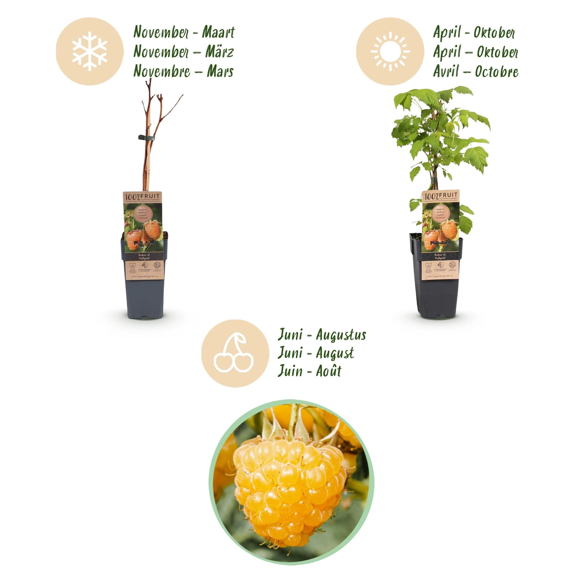 Green boutiQ - Fruit Plant - Rubus idaeus Fallgold - Raspberry Plant - Hardy - Yellow Raspberry - 2 Plants - Pot 15cm - Height 50cm Bild 4