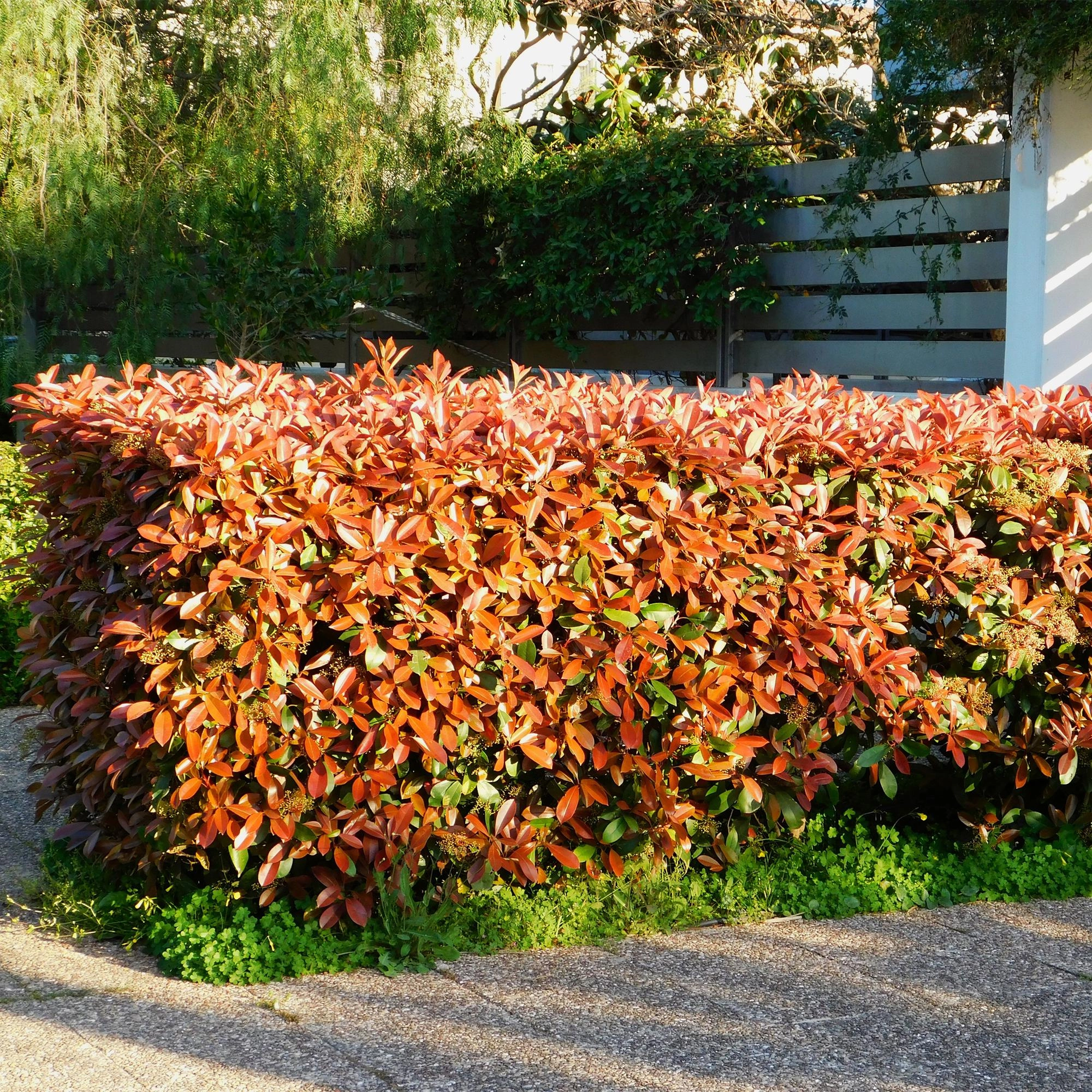 8x Photinia fraseri Red Robin - Glanzmispel - Heckenpflanzen - Immergrün - Rot - Topf 9cm - Höhe 25-35cm Bild 5