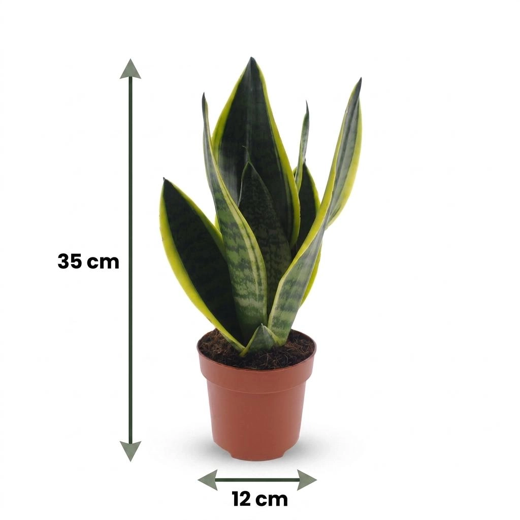 Green boutiQ - Sansevieria Future Superb - Bogenhanf - 4 Pflanzen - mit Korb - Topf 12cm - Höhe 35cm Bild 5