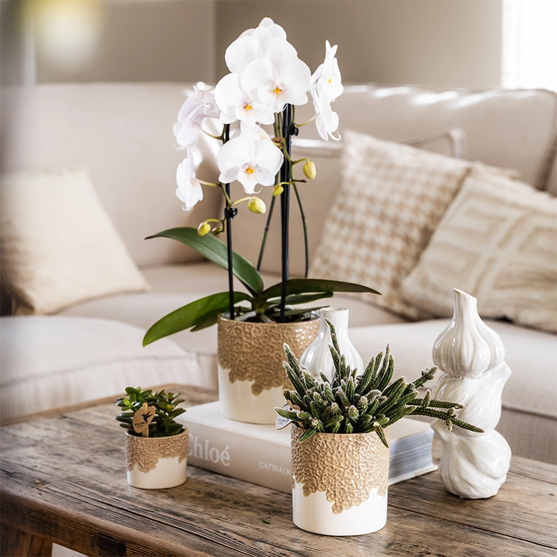 Bloompot Sand