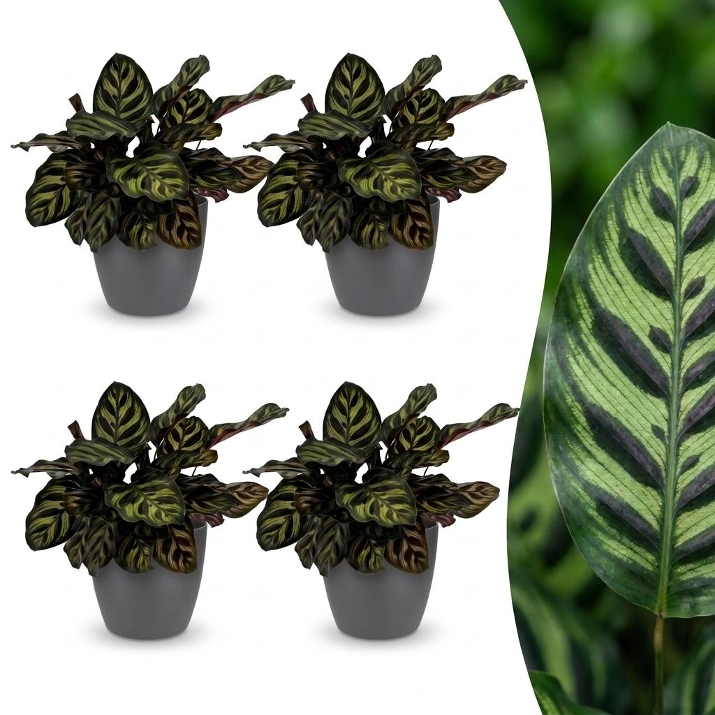 Green boutiQ - Calathea Makoyana - Pfauenpflanze - 4 Pflanzen - mit Potter Grijs - Topf 12cm - Höhe - 25cm Bild 1