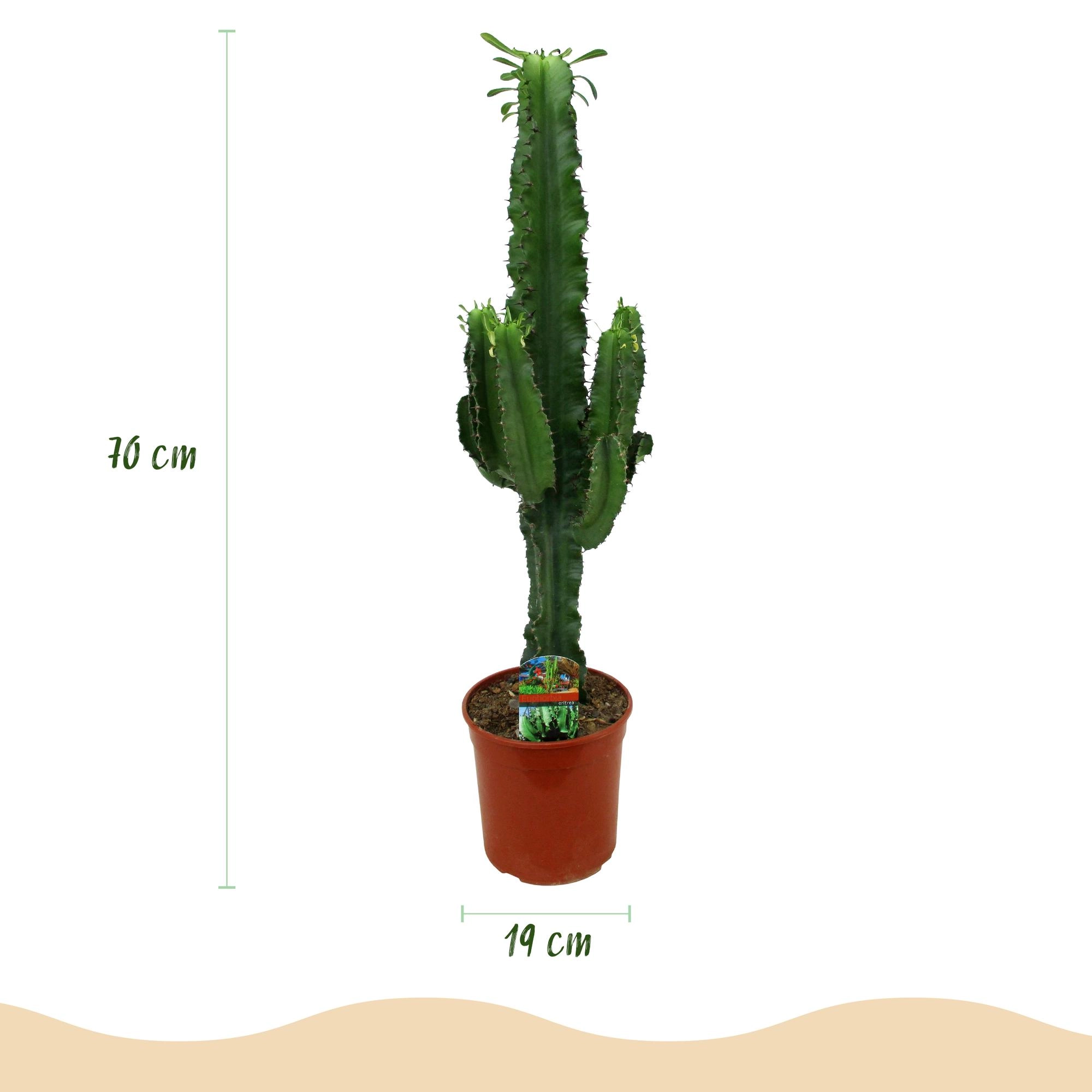 Euphorbia eritrea
