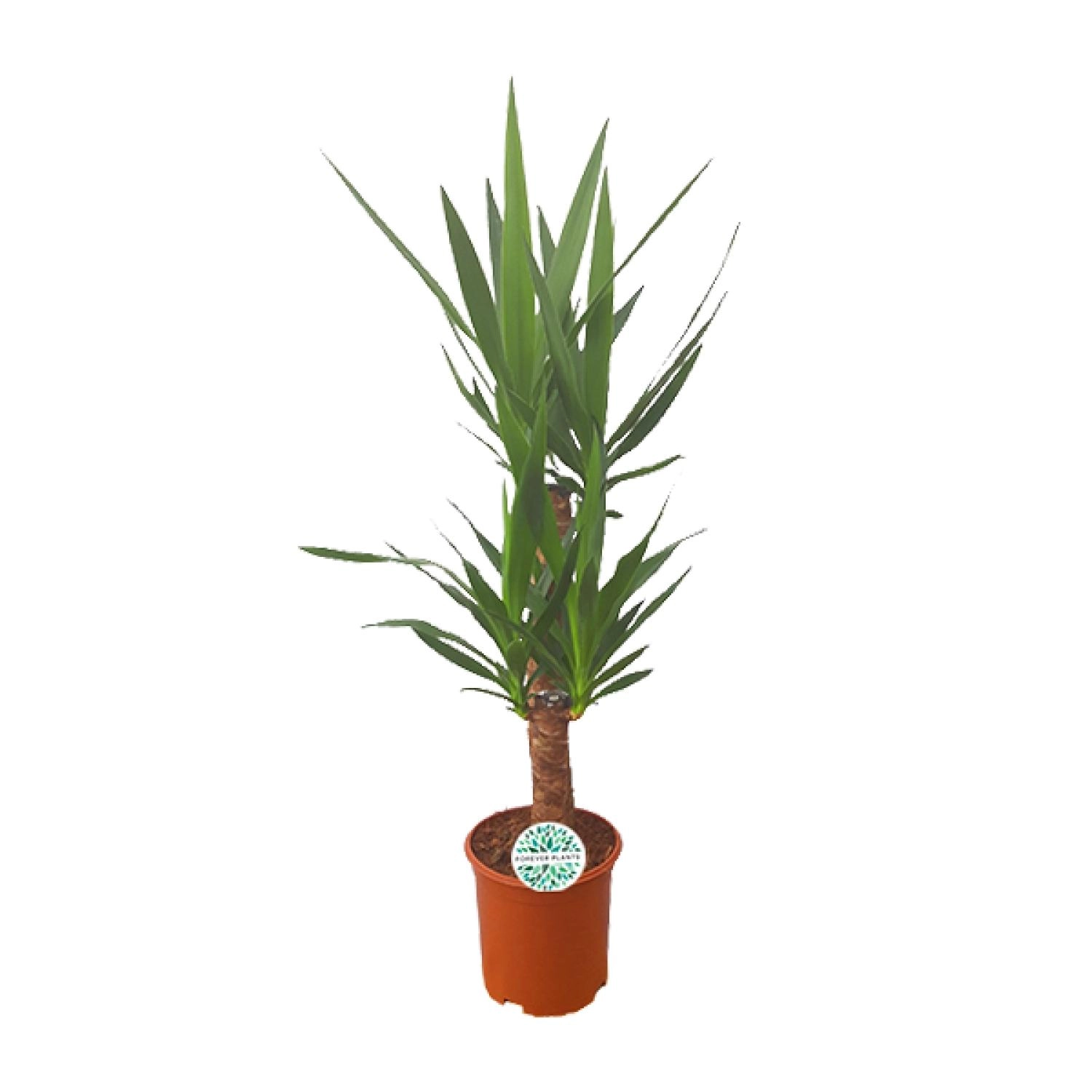 Yucca Palme - 90 cm