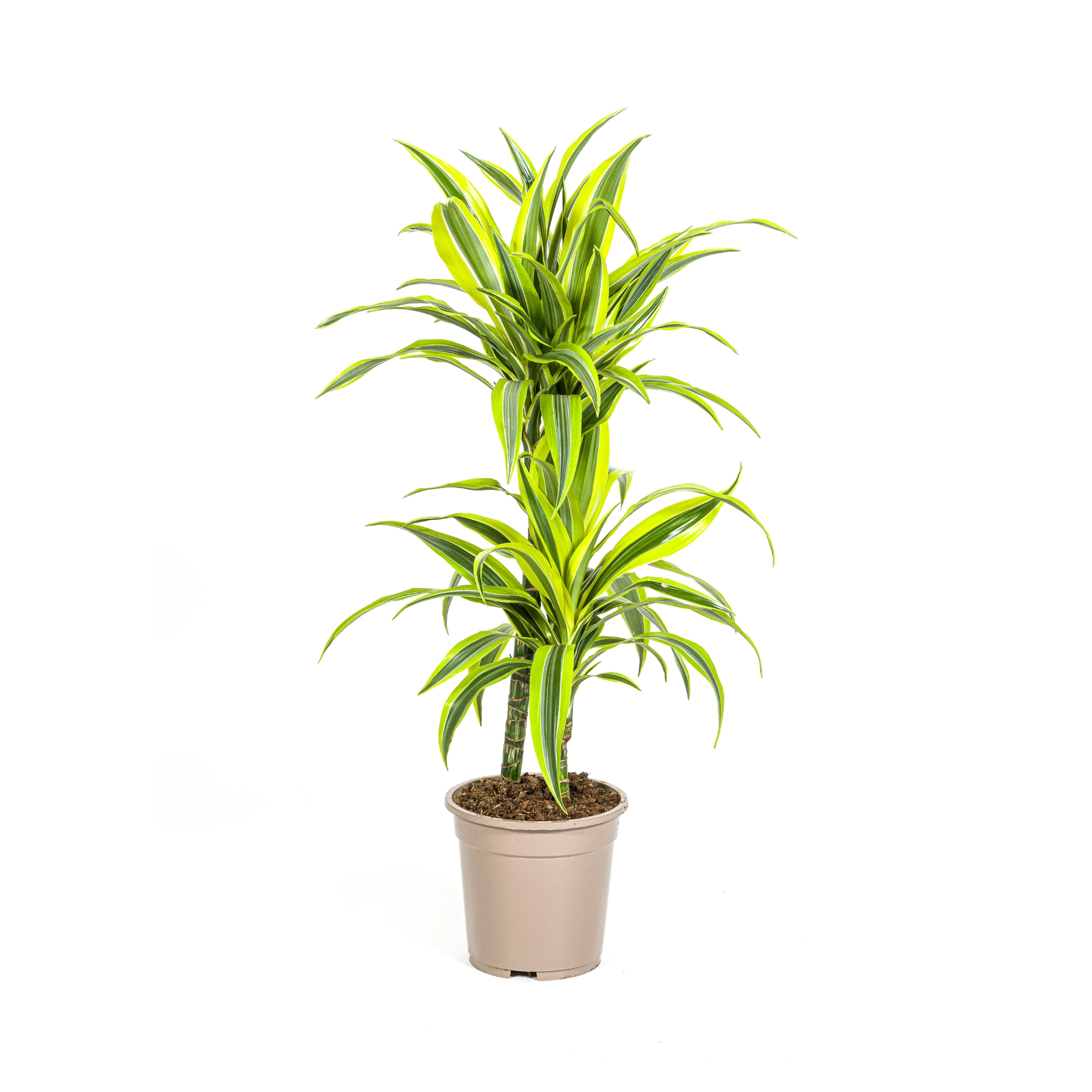 Dracaena Deremensis Lemon Lime