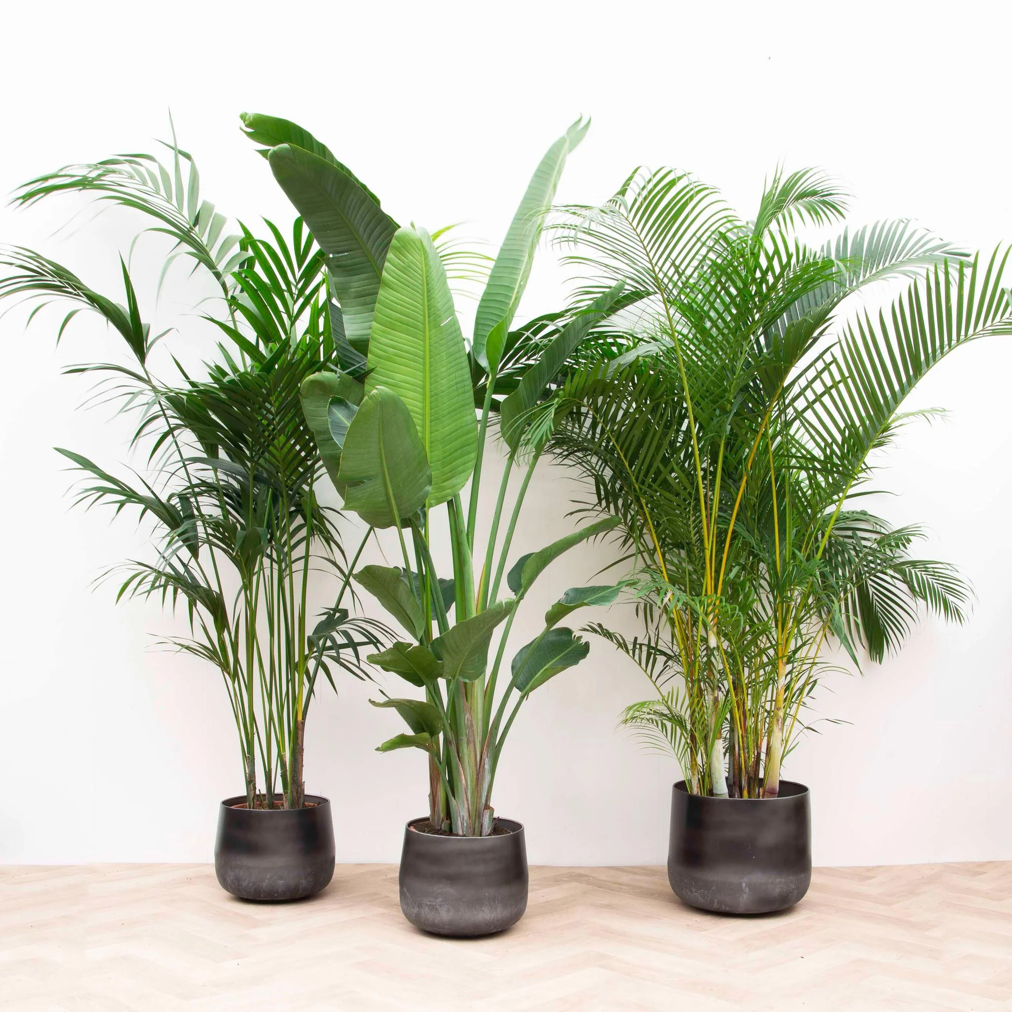 Voordeelpakket XXL – Kentia, Strelitzia Nicolai, Areca