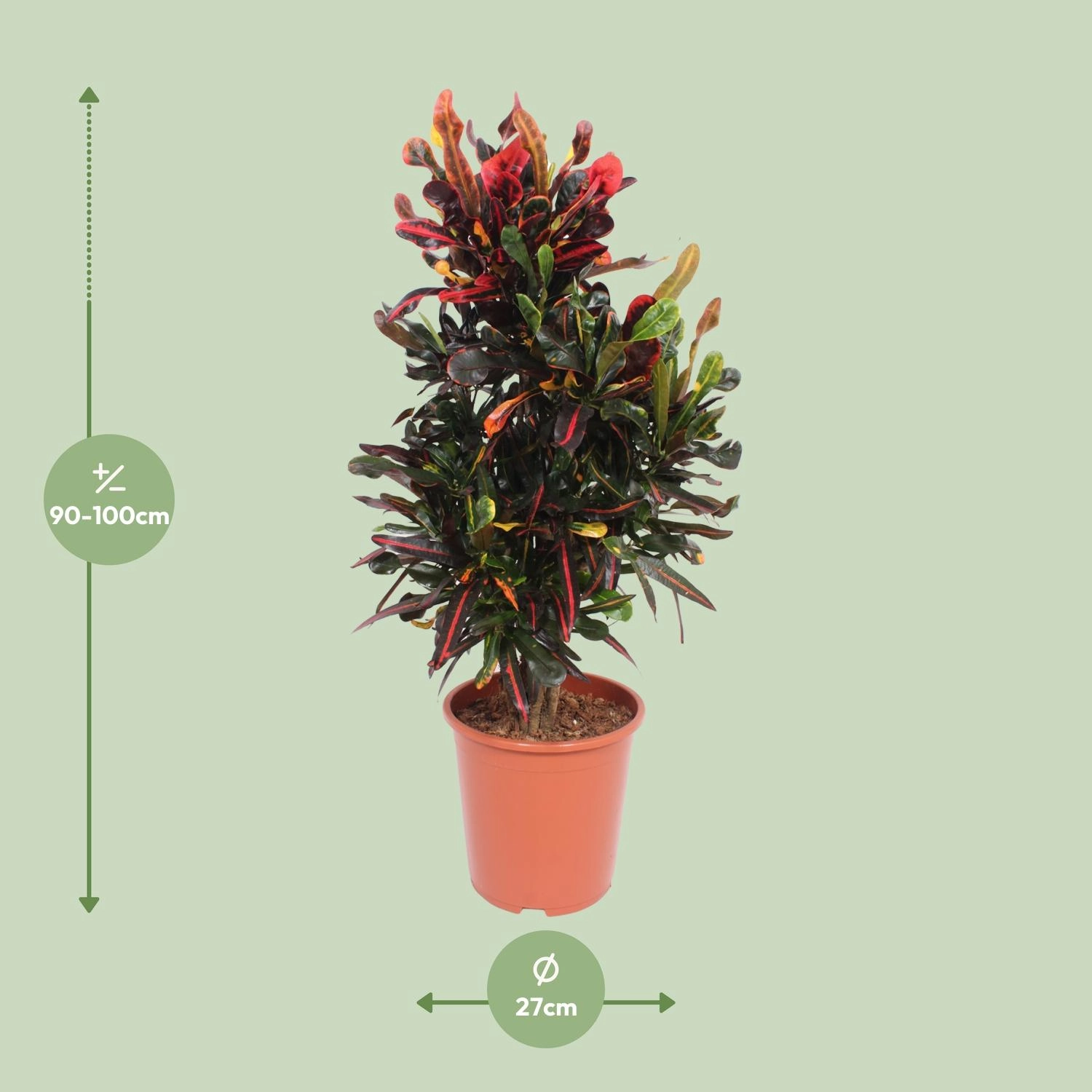 Codiaeum Variegatum Mammi - Ø27cm - ↕100cm Bild 2