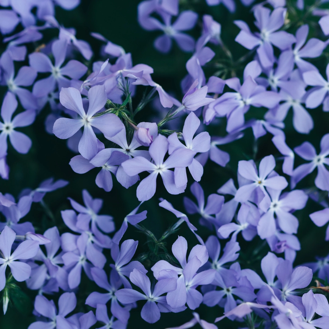 Phlox subulata ‘Emerald Cushion Blue’