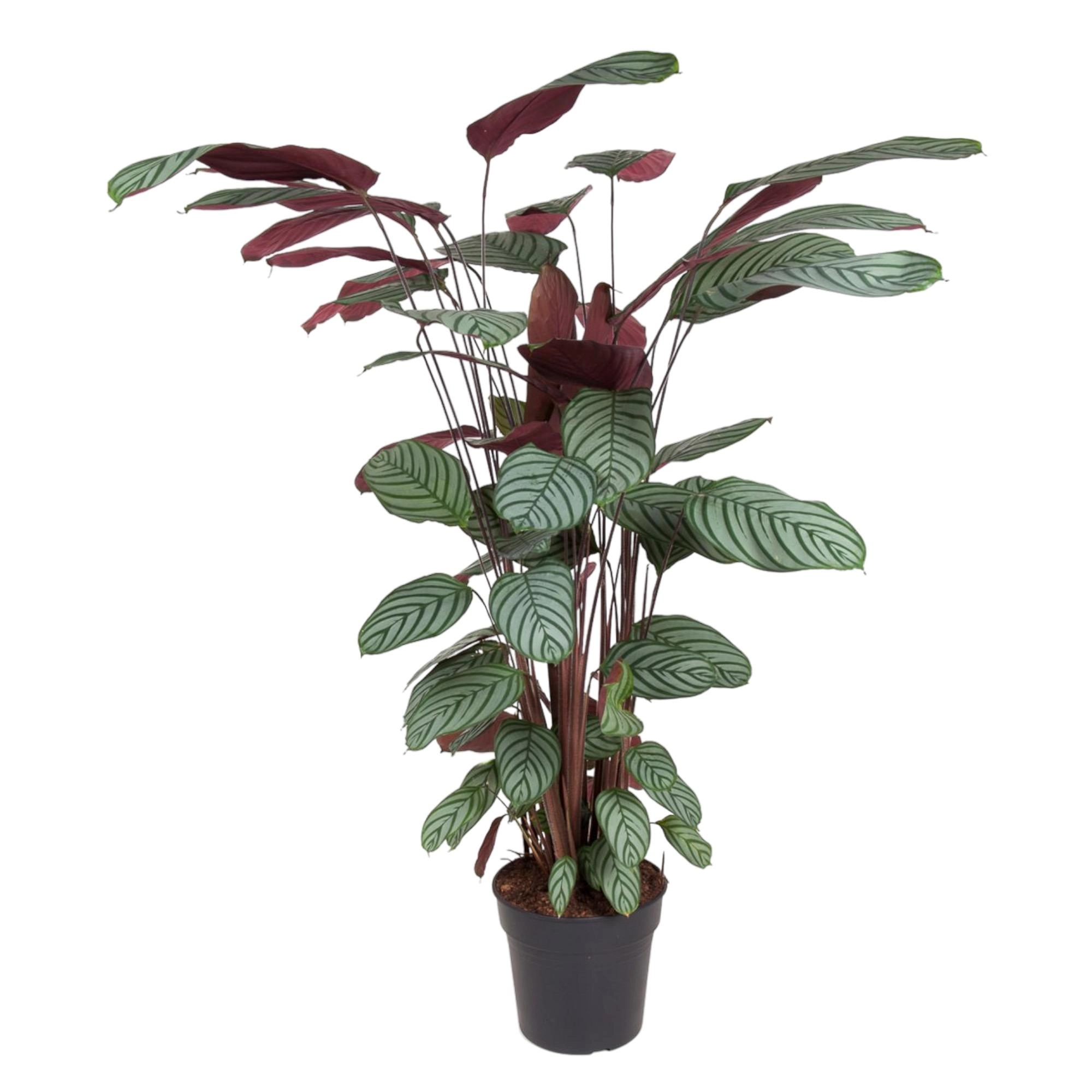 Calathea Oppenheimiana – Dekorative Zimmerpflanze