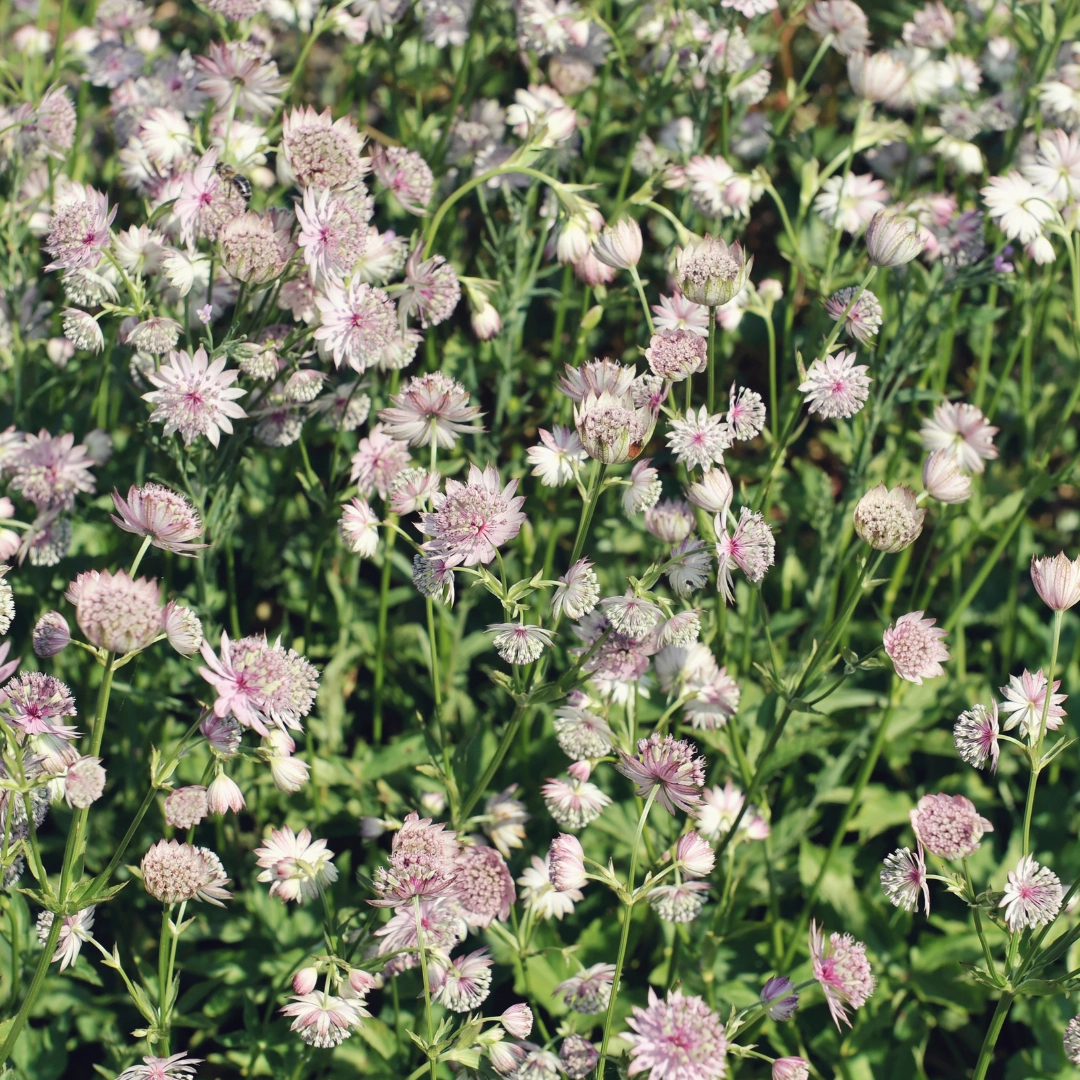 Astrantia major - Sterndolde