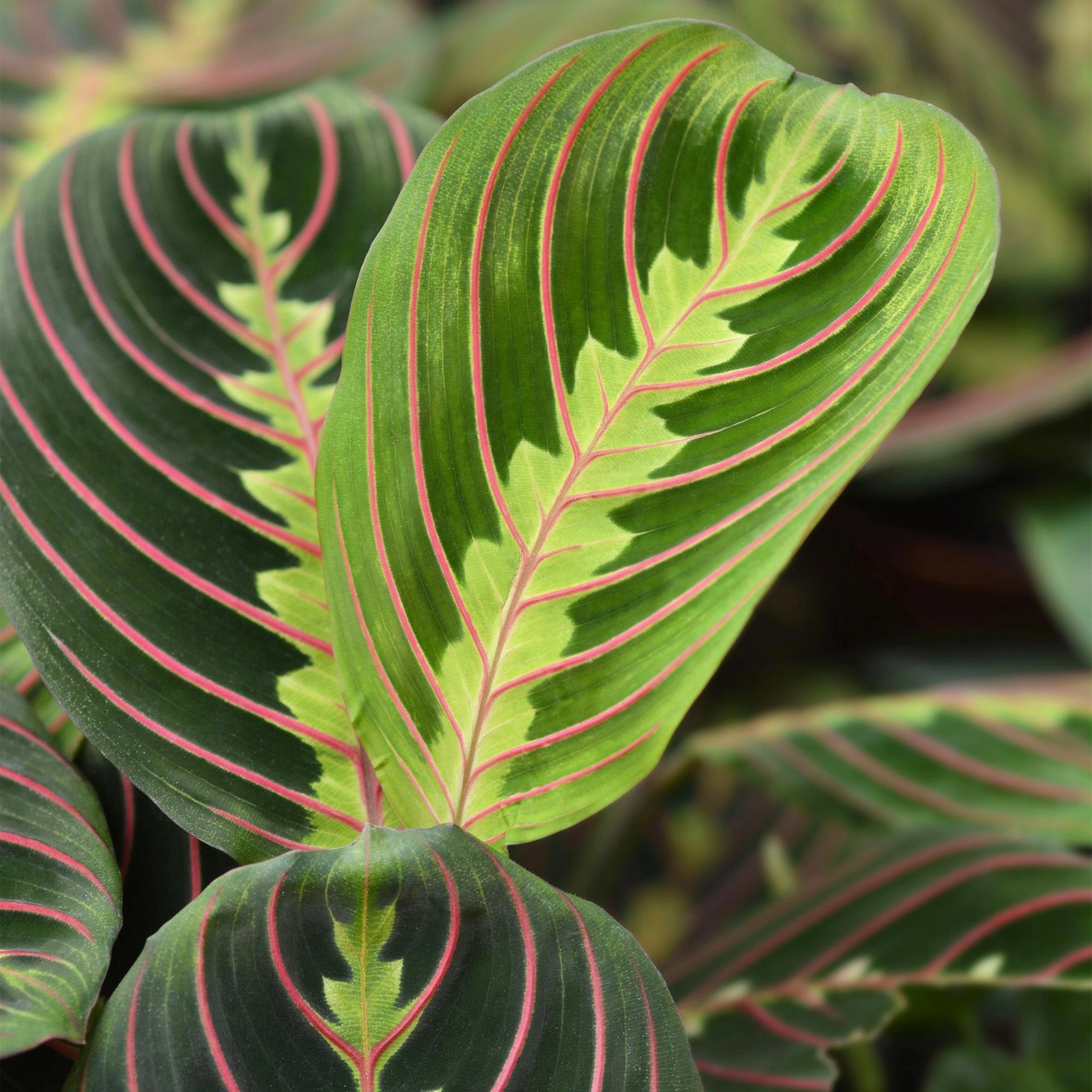 Maranta Fascinator Tricolour