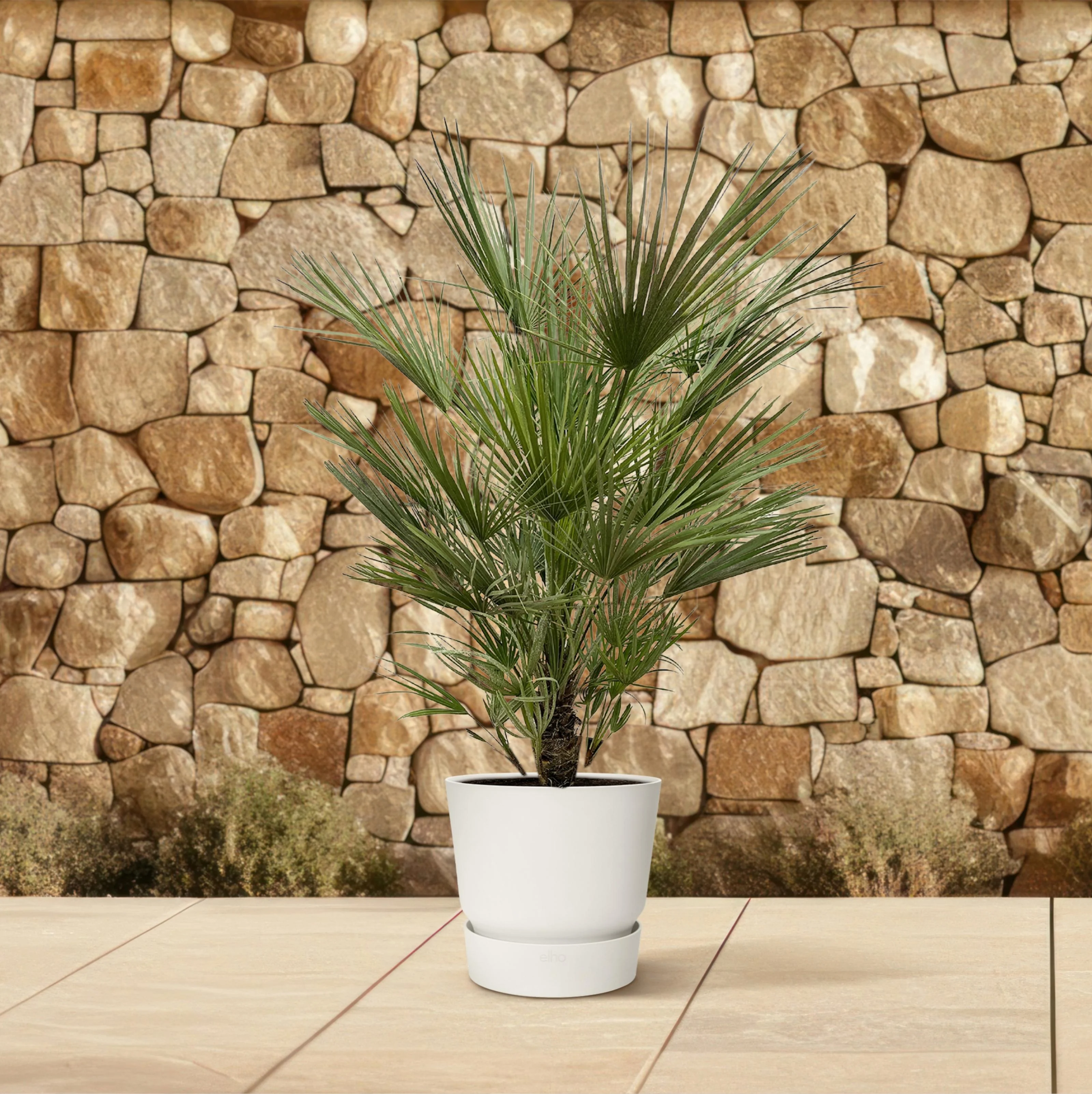 Chamaerops Humilis - 150cm- ø30