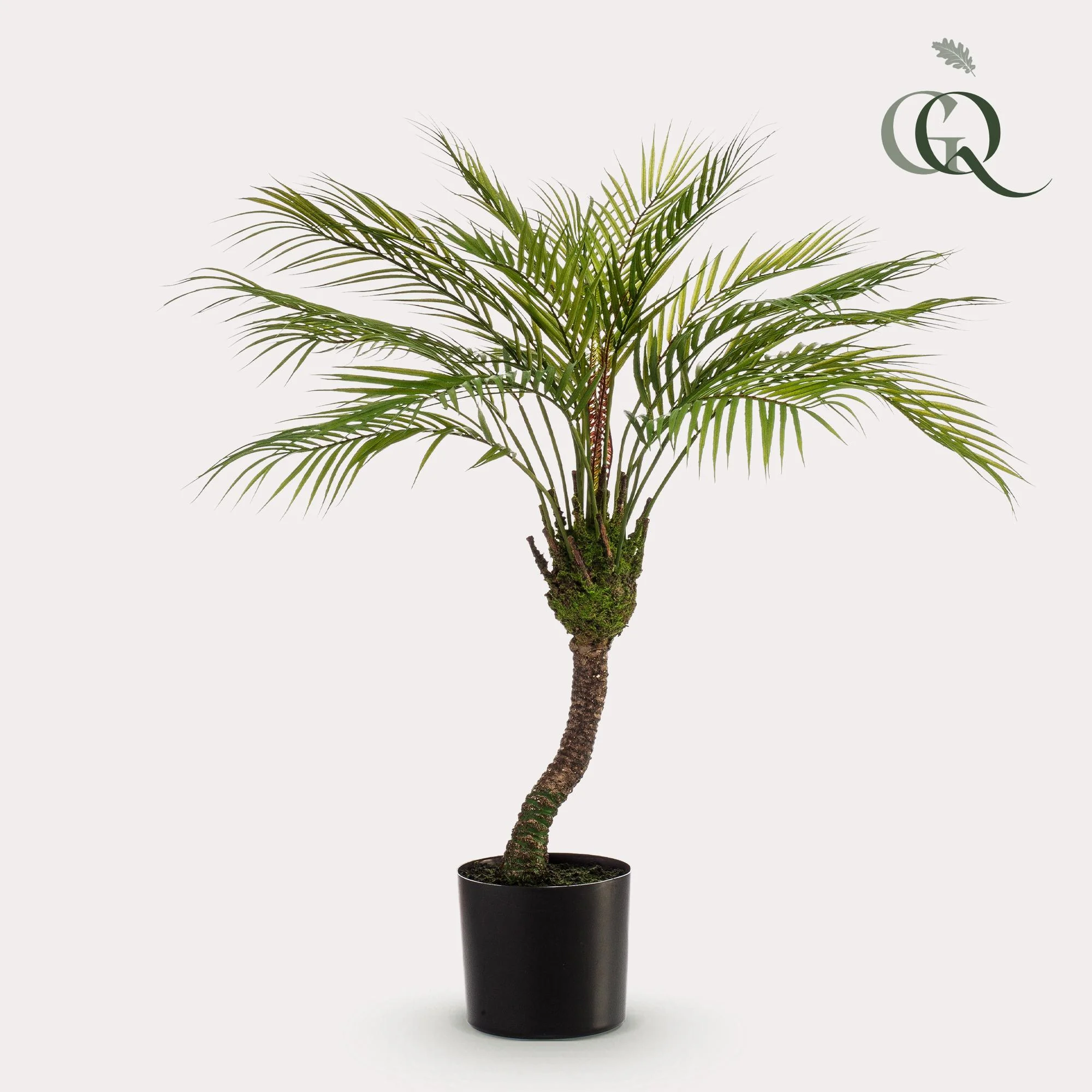 Chamaedorea Elegans – Mexikanische Bergpalme