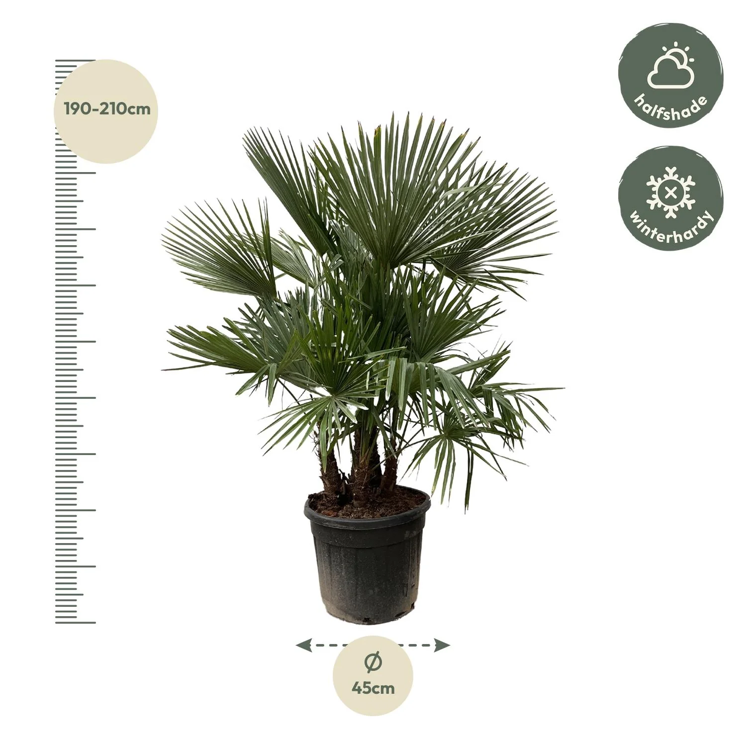 Trachycarpus – 230 cm, Multi stem, Ø 50