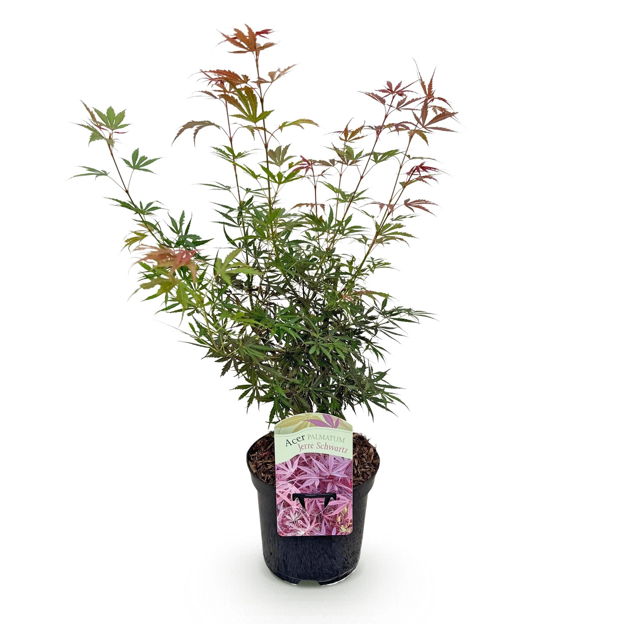 Balkonpflanze - Japanischer Ahorn - Acer palmatum Jerre Swarts - Dunkelrot - 1 Pflanze - Laubabwerfend - Topf 19cm Höhe 70cm