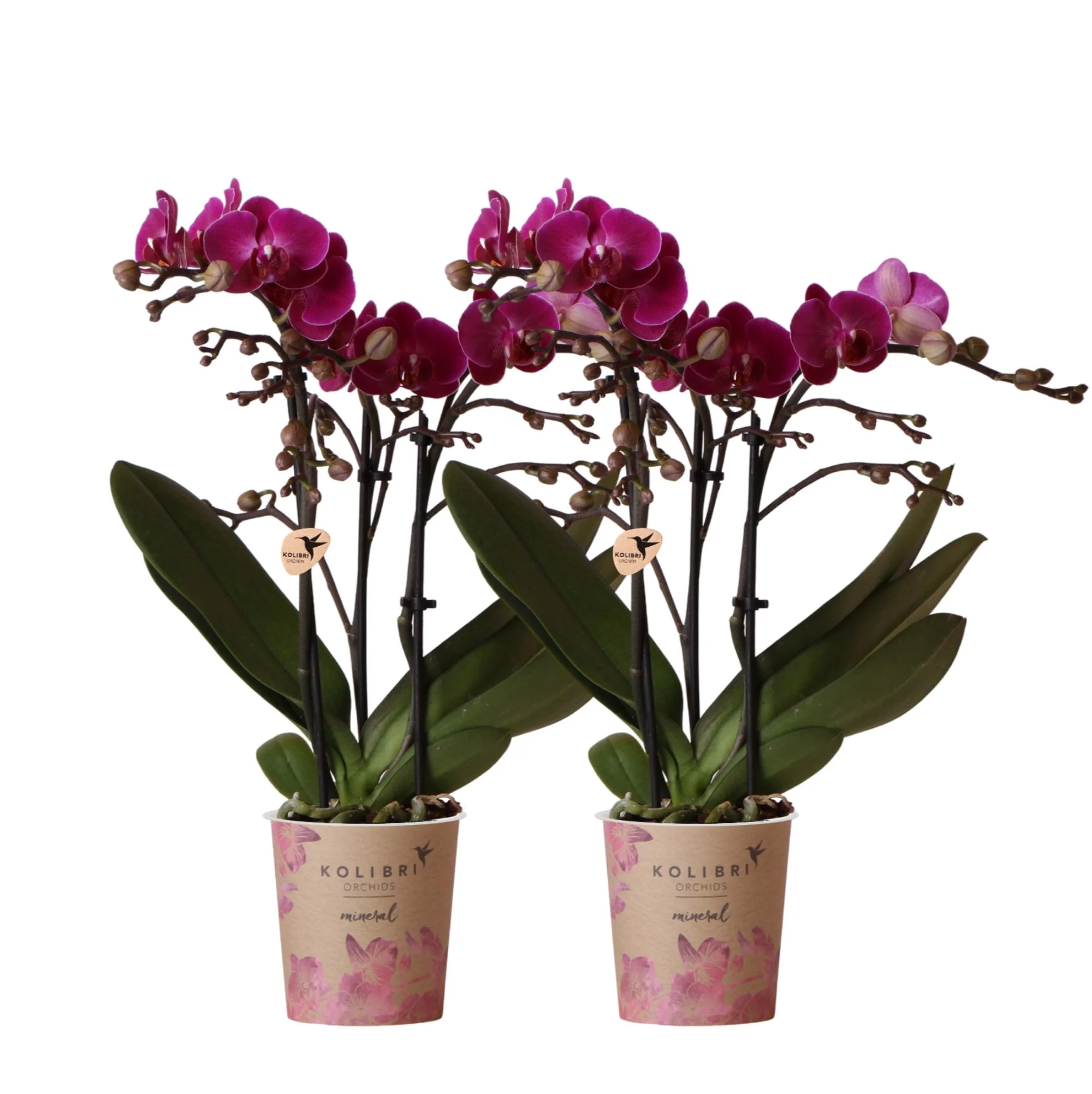 Kolibri Orchids | COMBI DEAL von 2 lila Phalaenopsis-Orchideen - Morelia - Topfgröße Ø9cm