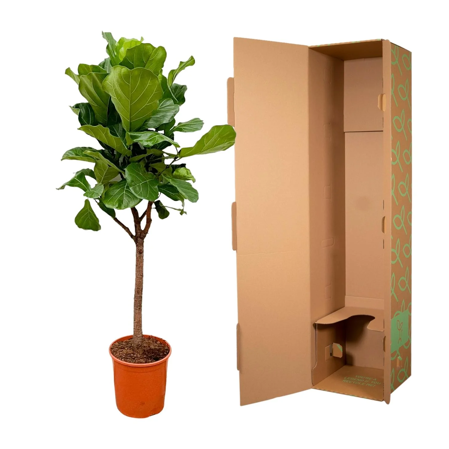 Ficus Lyrata tree - 180cm - ⌀30 Bild 3