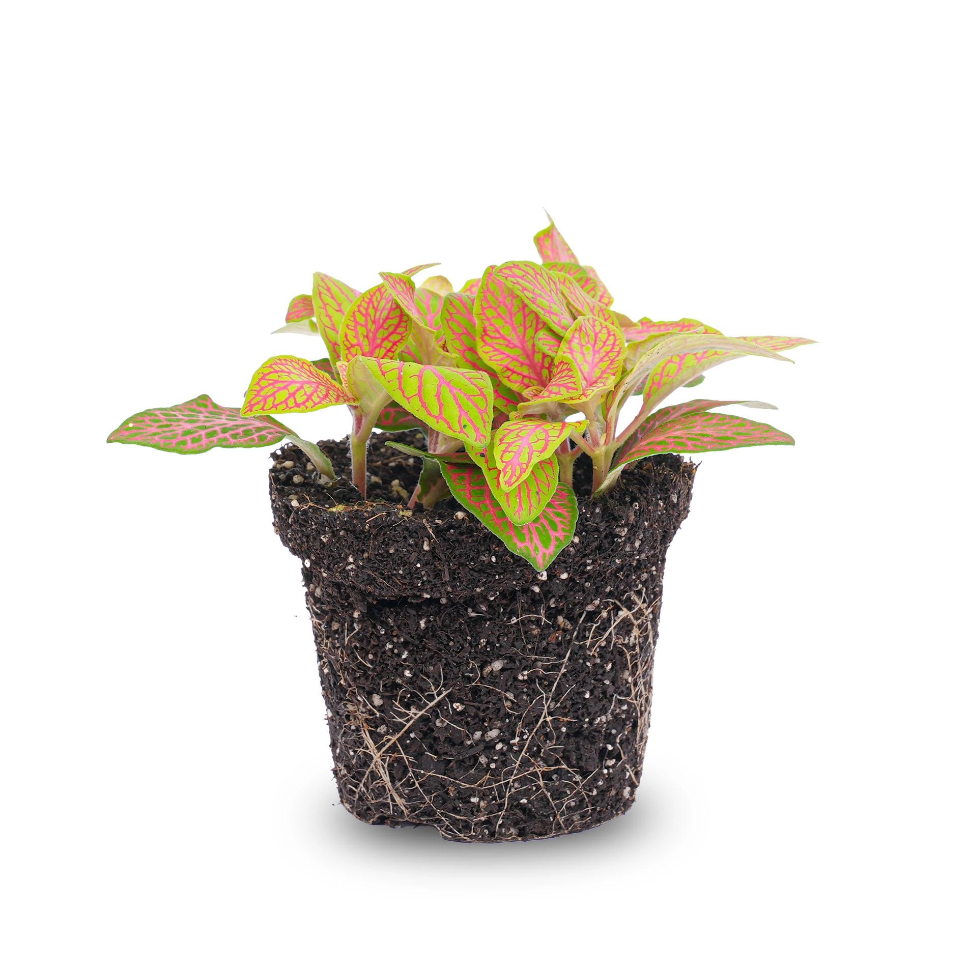 Oranje-rode Fittonia Ruby Lime – Mozaiekplant