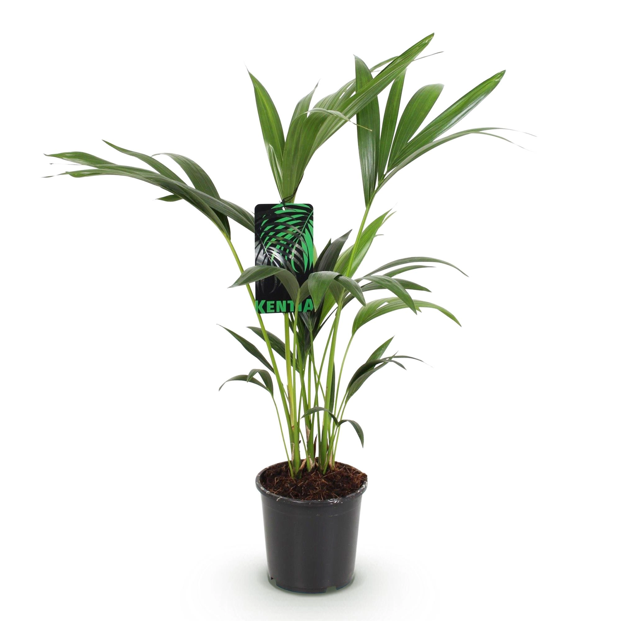 Howea Forsteriana - Kentia-Palme