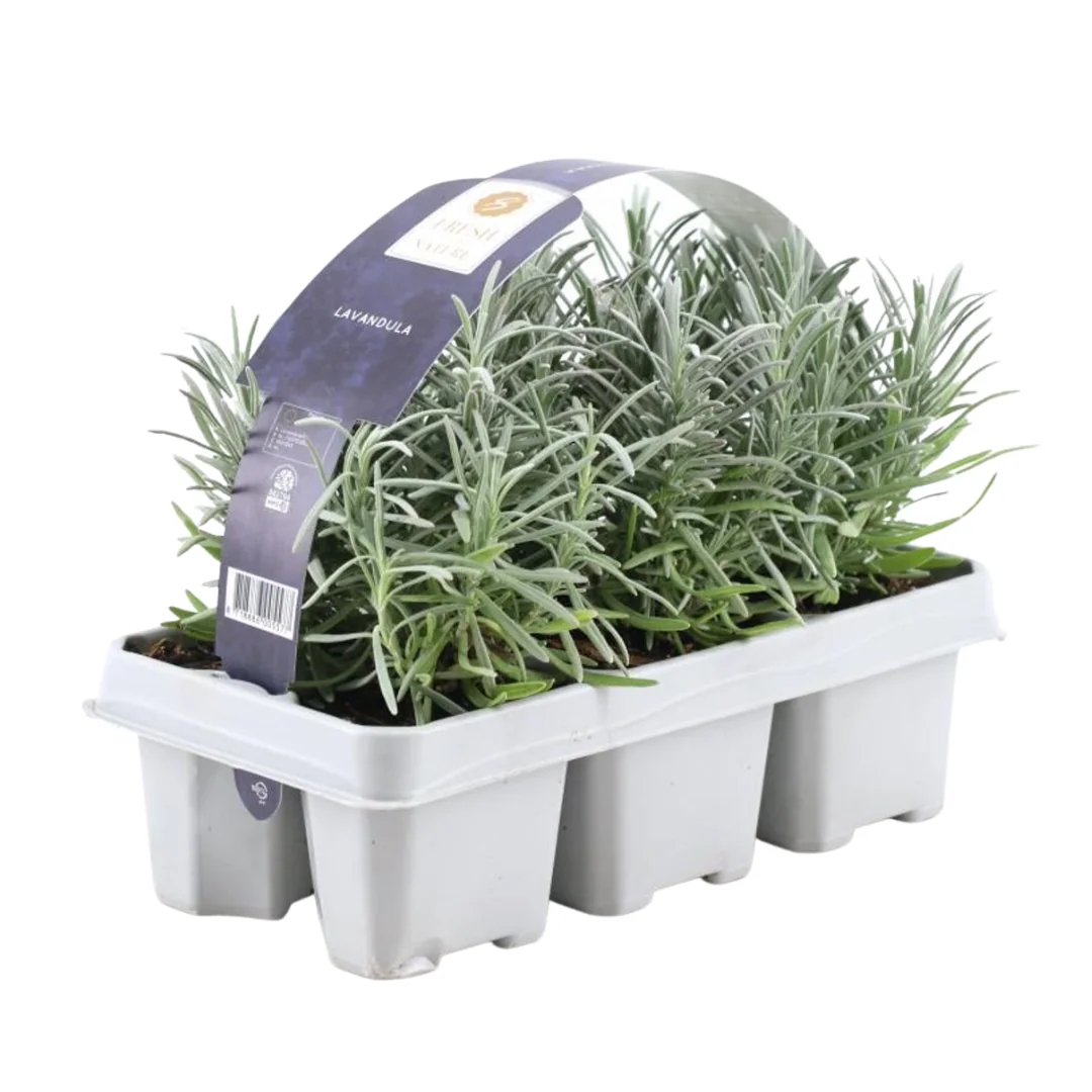 Echter Lavendel (Lavendel angustifolia)