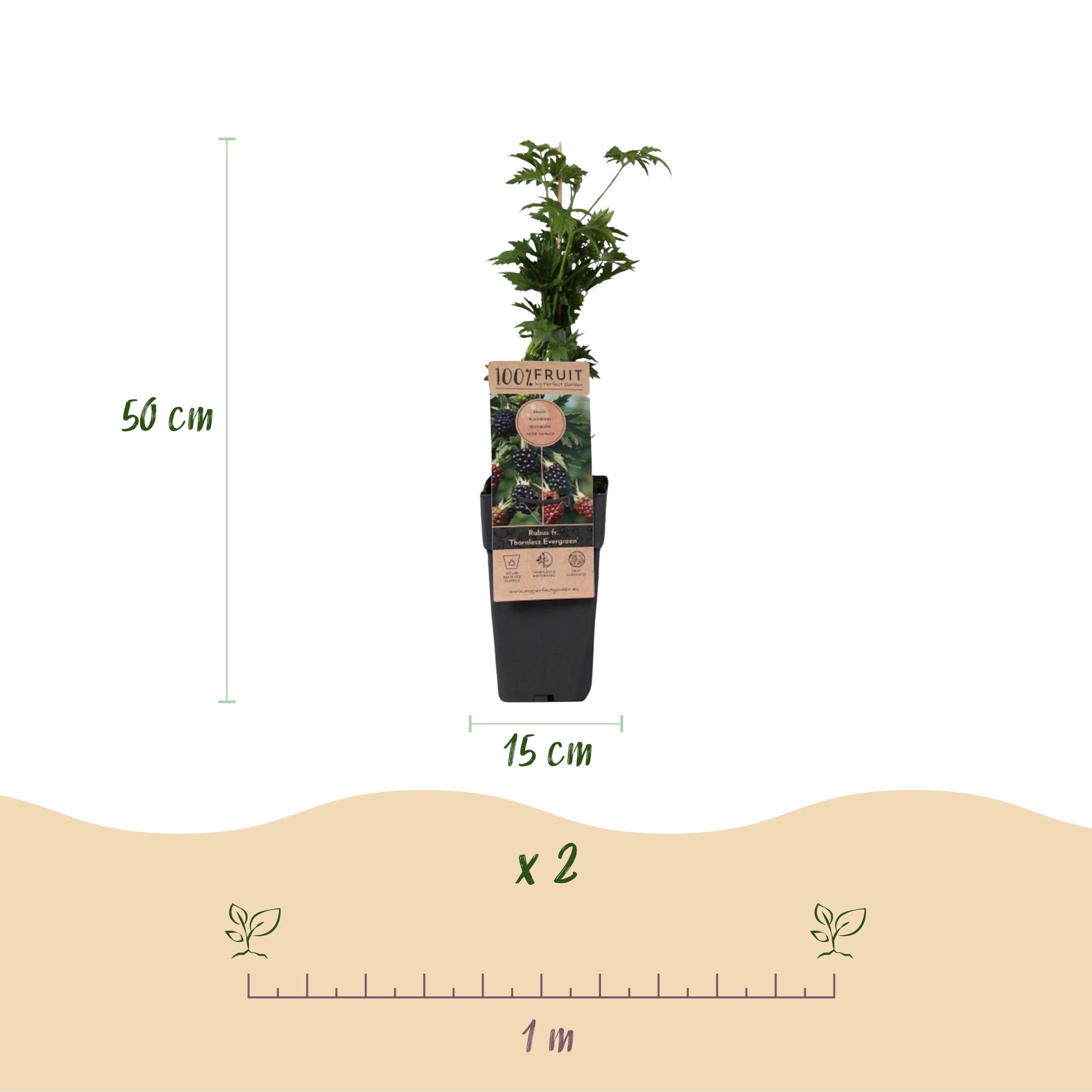 Green boutiQ - Fruit Plant - Rubus fruticosus Thornless Evergreen - Blackberry Plant - Thornless - Black Raspberry - 2 Plants - Pot 15cm - Height 50cm Bild 3