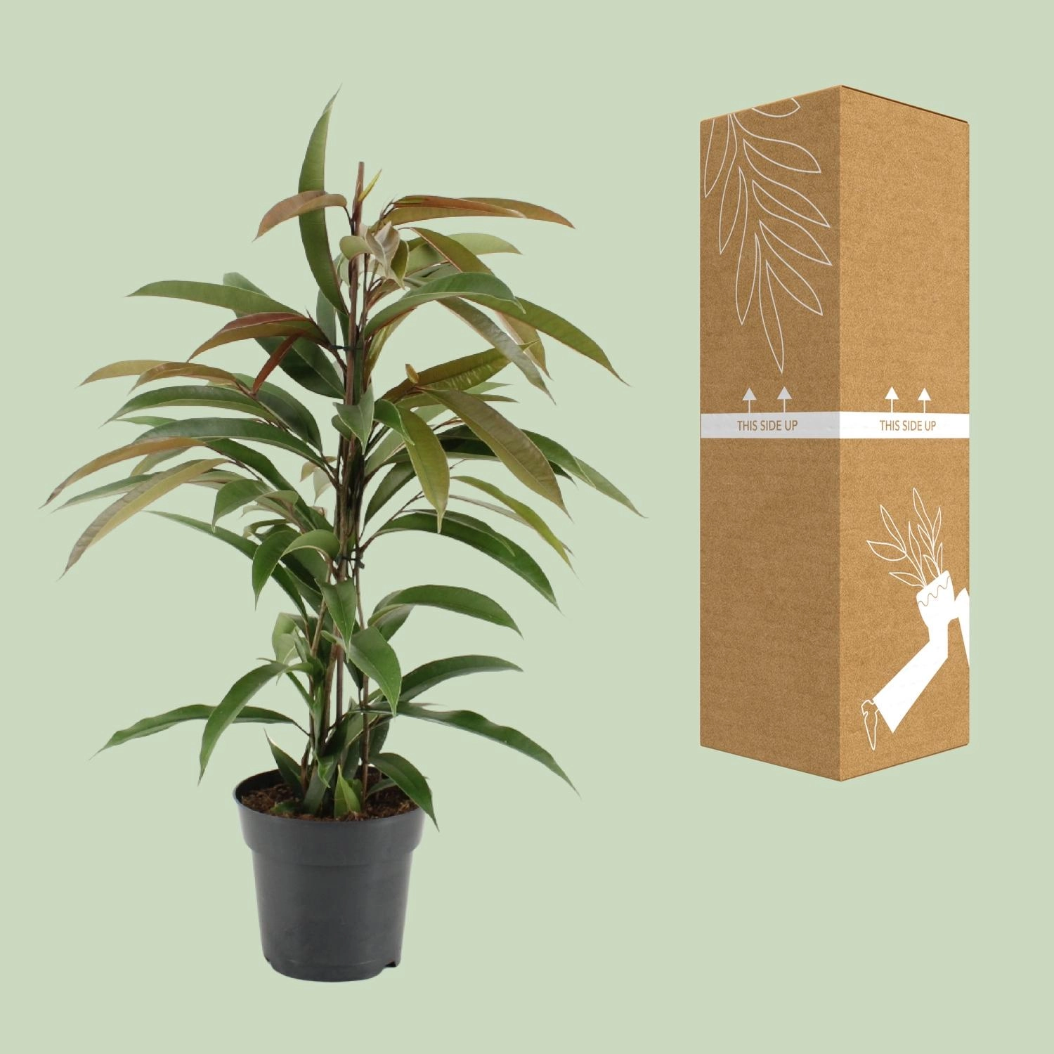 Ficus (17 cm Topf, ca. 70 cm)