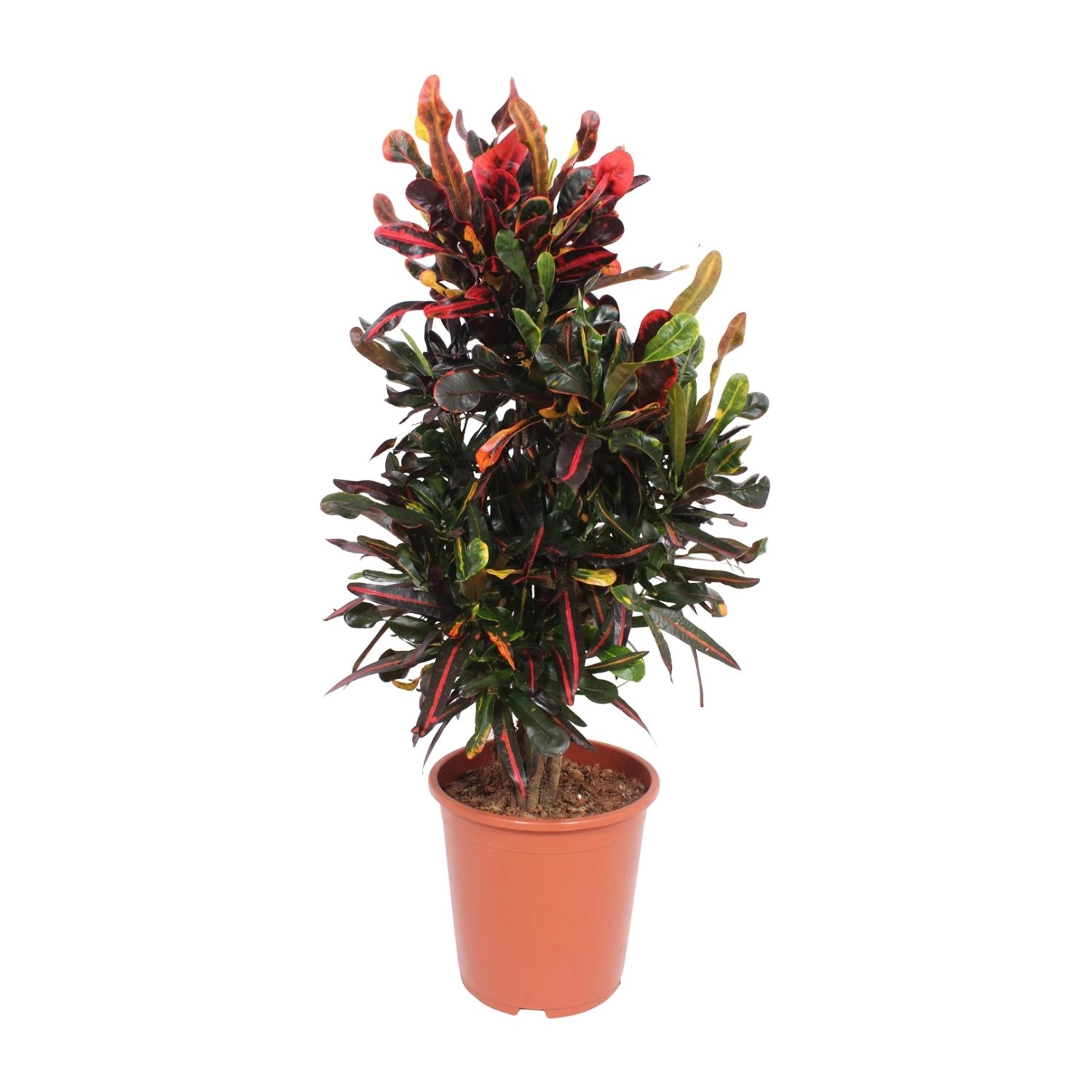 Codiaeum Variegatum Mammi - Ø27cm - ↕100cm Bild 1