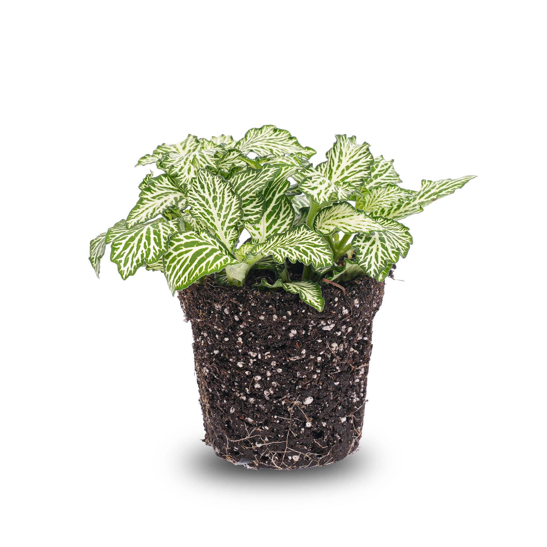 Fittonia White Tiger – Mozaïekplantje