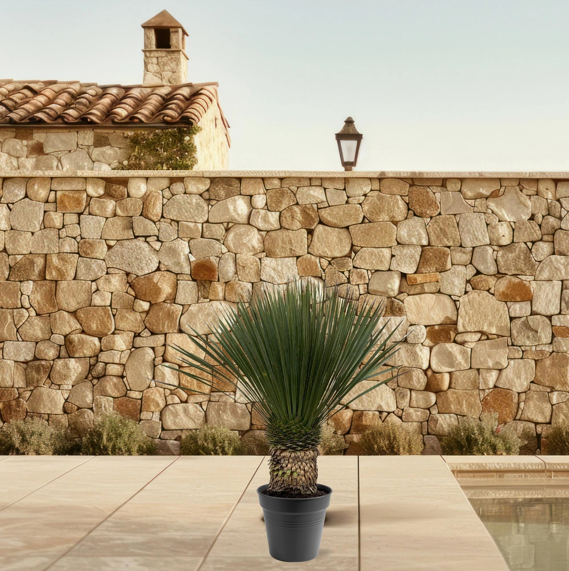 Yucca Rostrata - 130 - 150 cm - Ø50 Bild 3